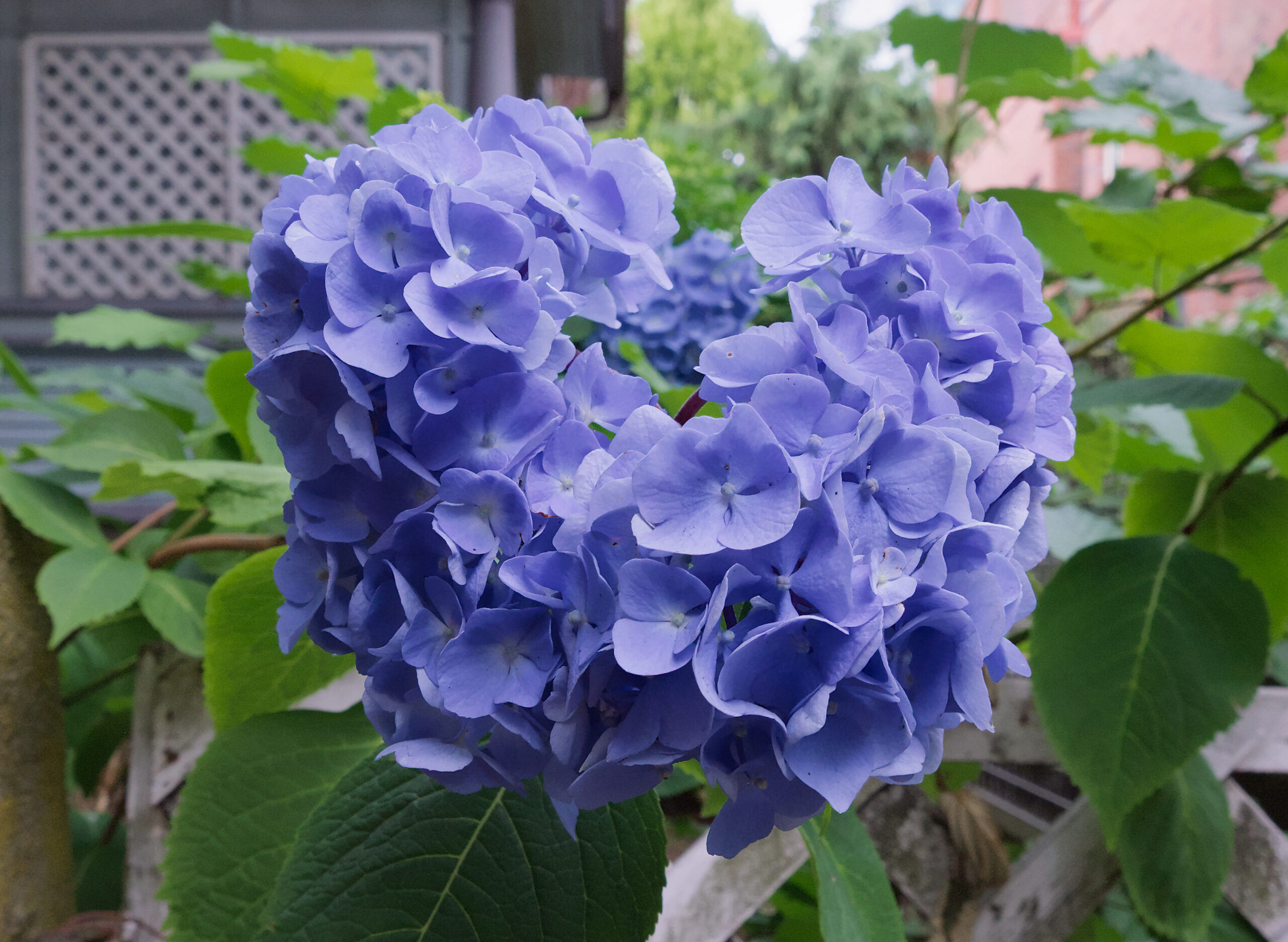 ”Hydrangea macrophylla” in Vancouver, BC