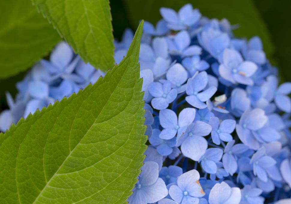 Hydrangea macrophylla Bodensee 2