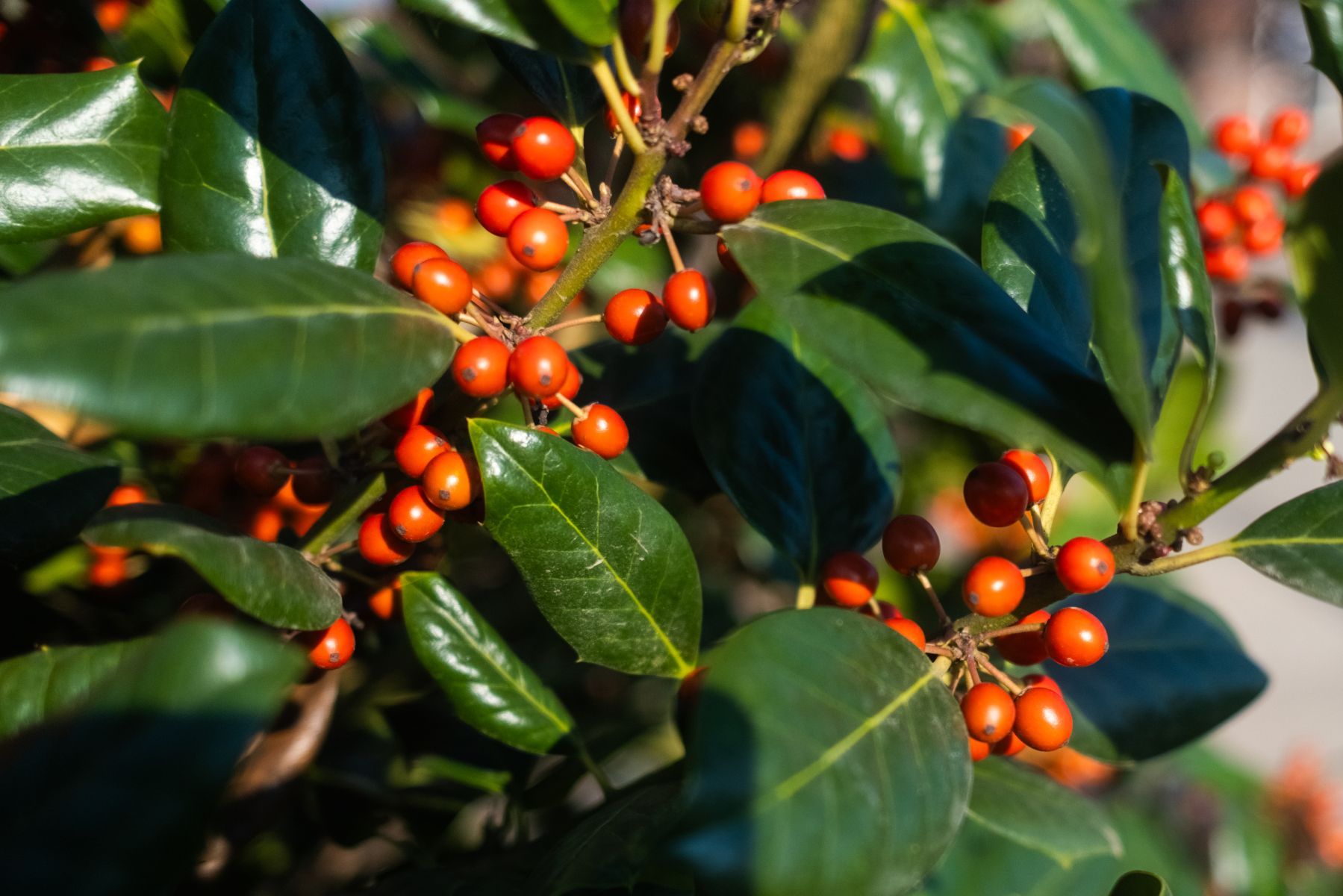 Ilex Nellie Stevens – 6okt – 2