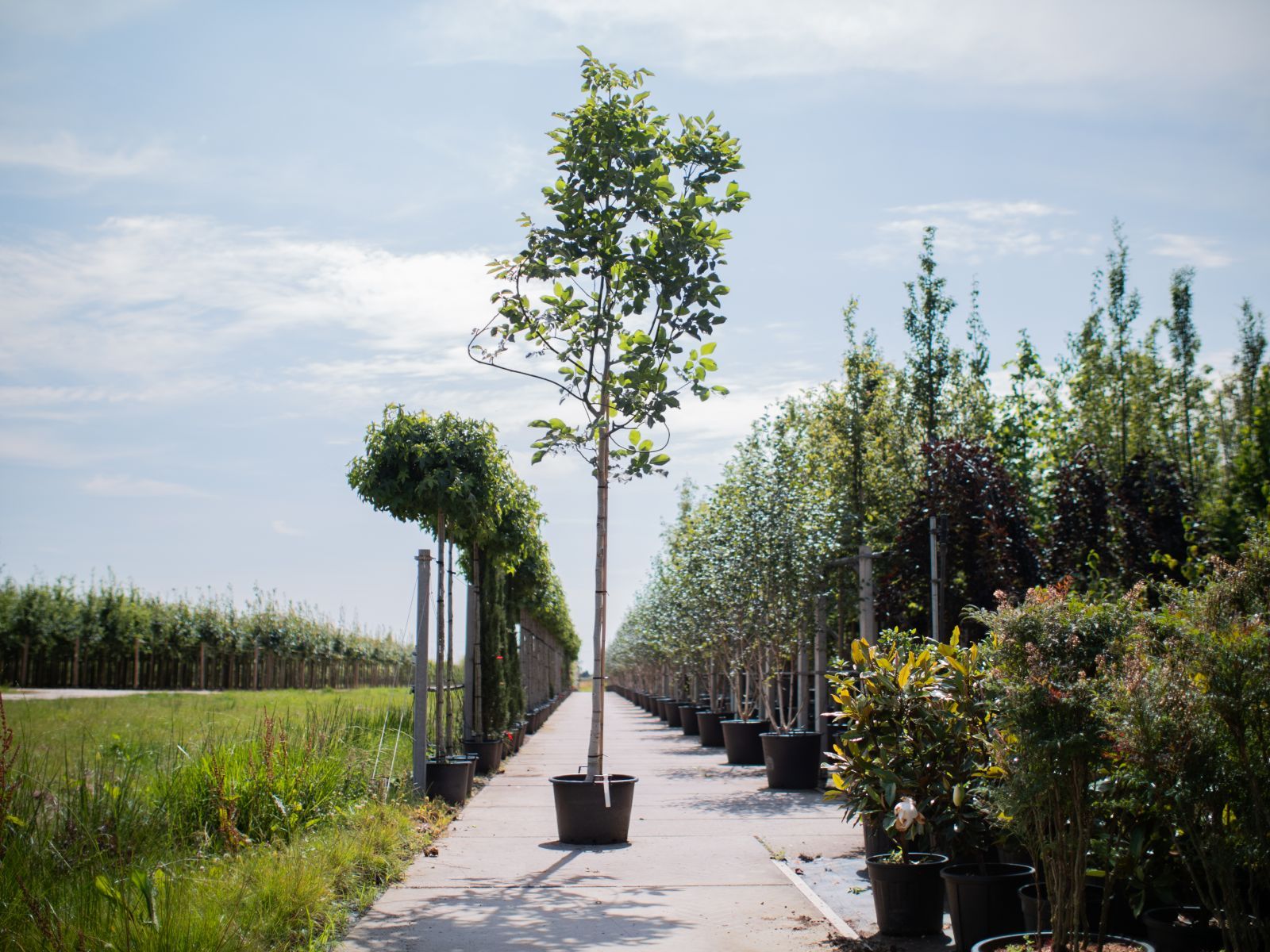 Juglans Regia Hoogstam 1