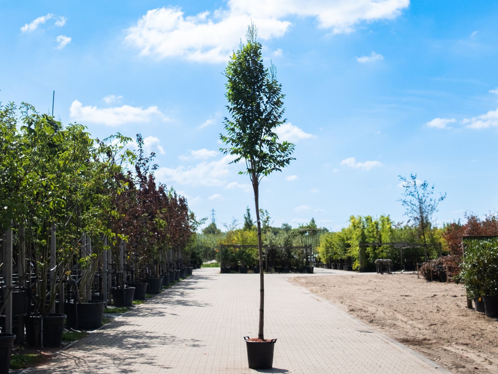 Koelreuteria Panicolata Fastigata-1