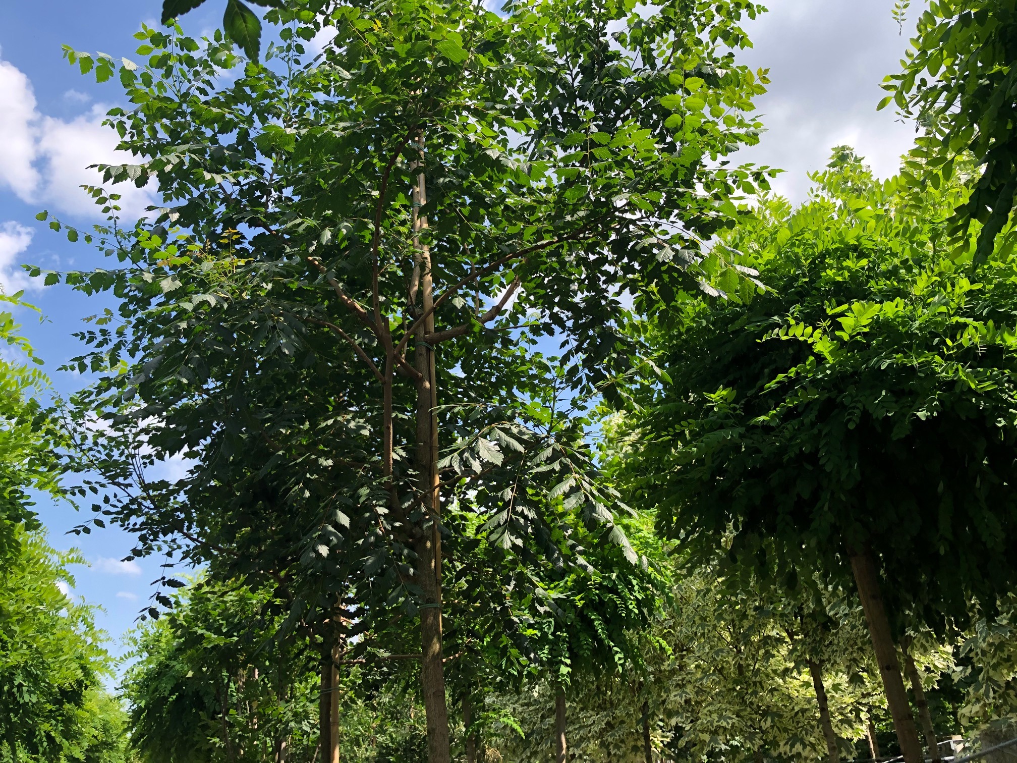 Koelreuteria Paniculata-