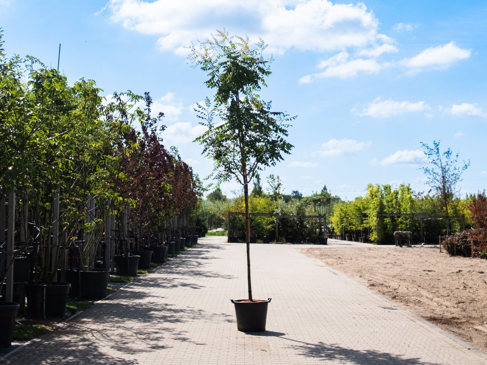 Koelreuteria Paniculata-1
