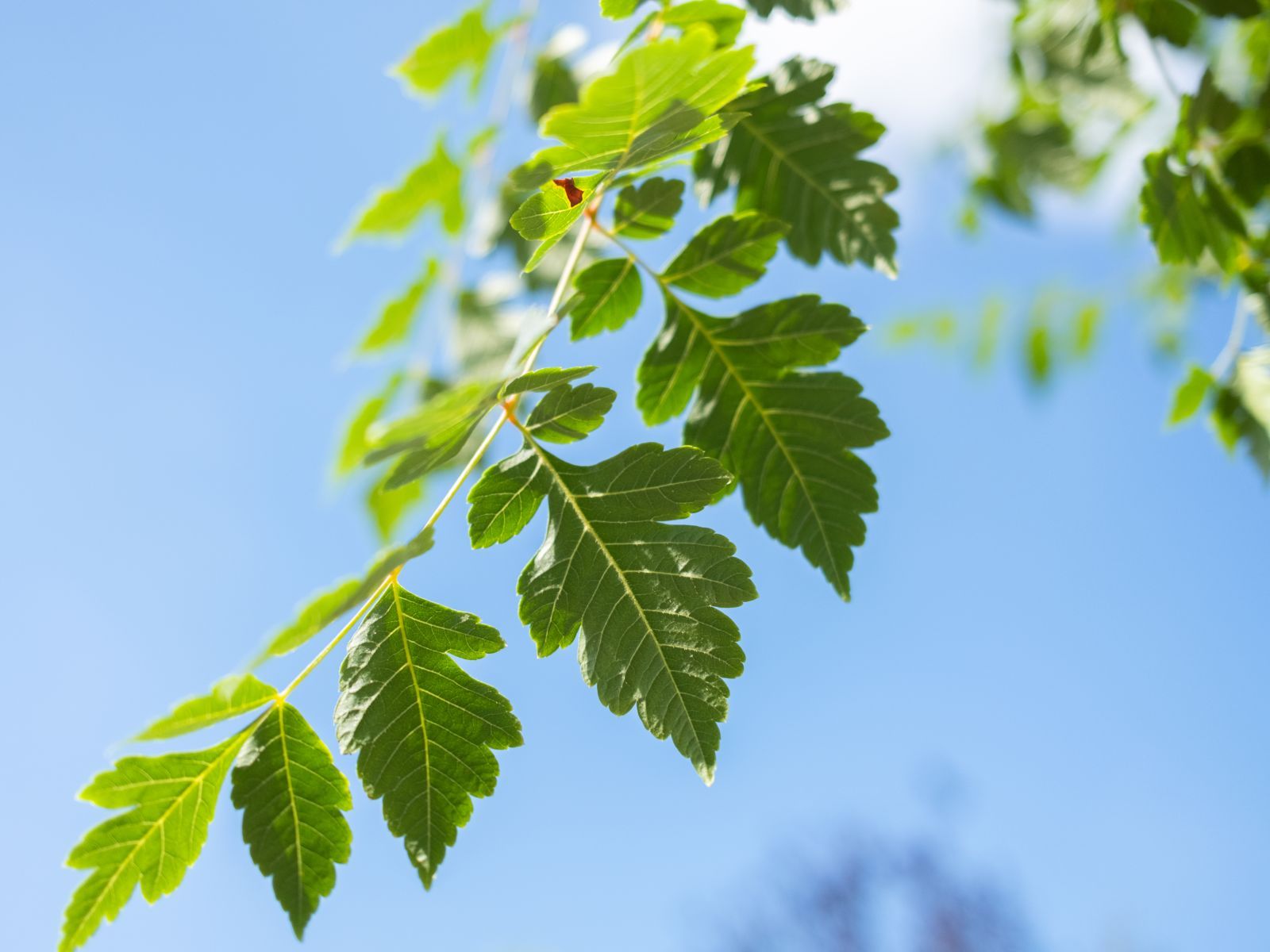 Koelreuteria Paniculata-3