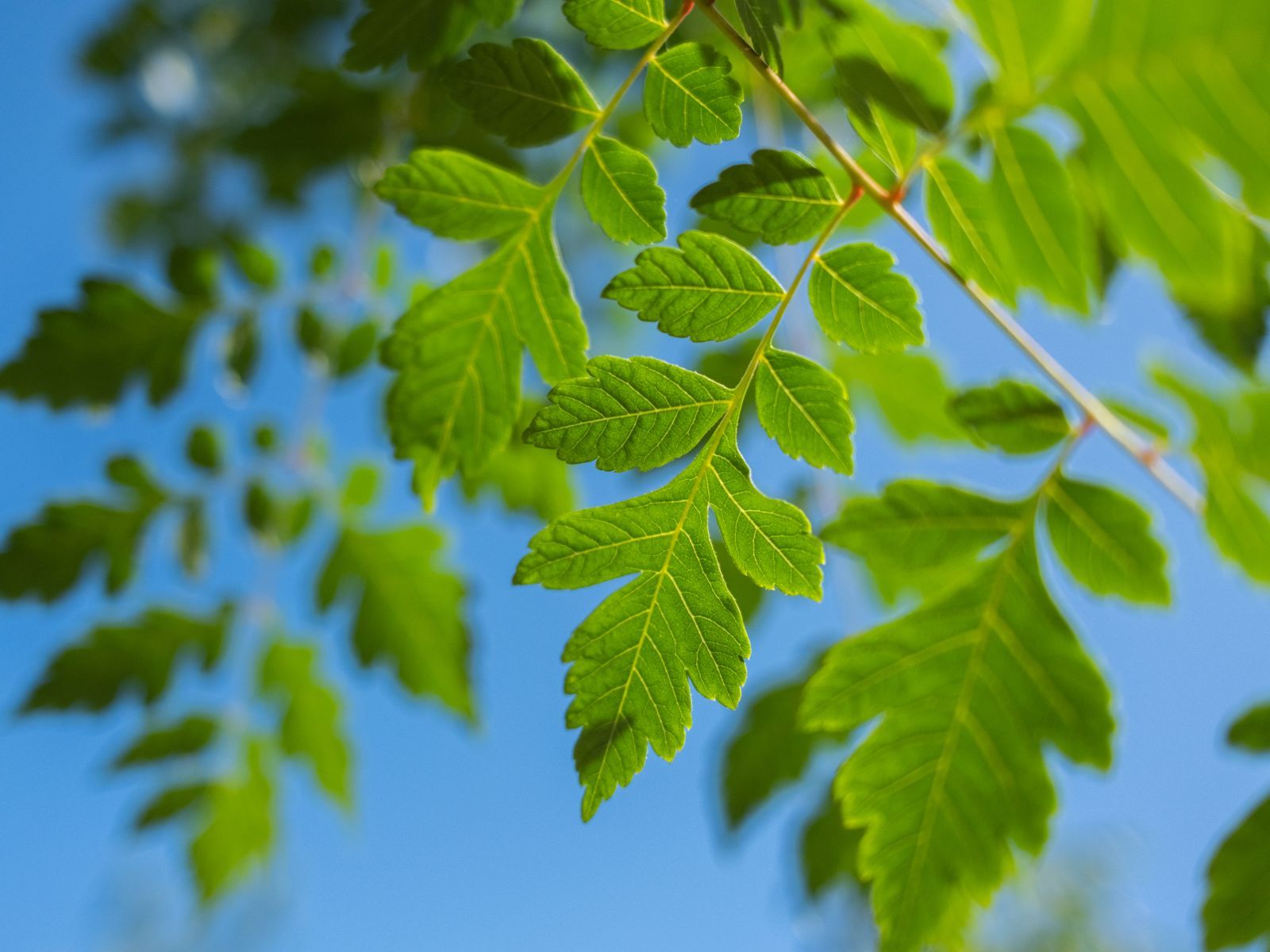 Koelreuteria Paniculata-4
