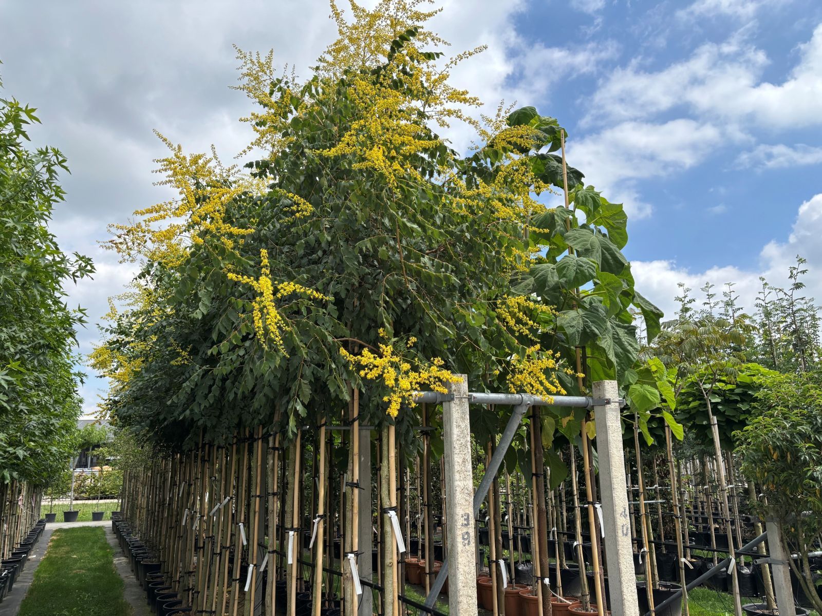 Koelreuteria paniculata boom bloei juli
