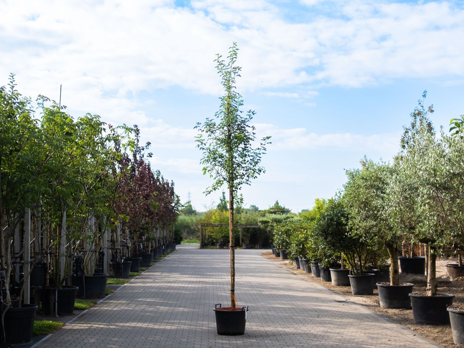 Laburnum Watereri Vossi – juli-1