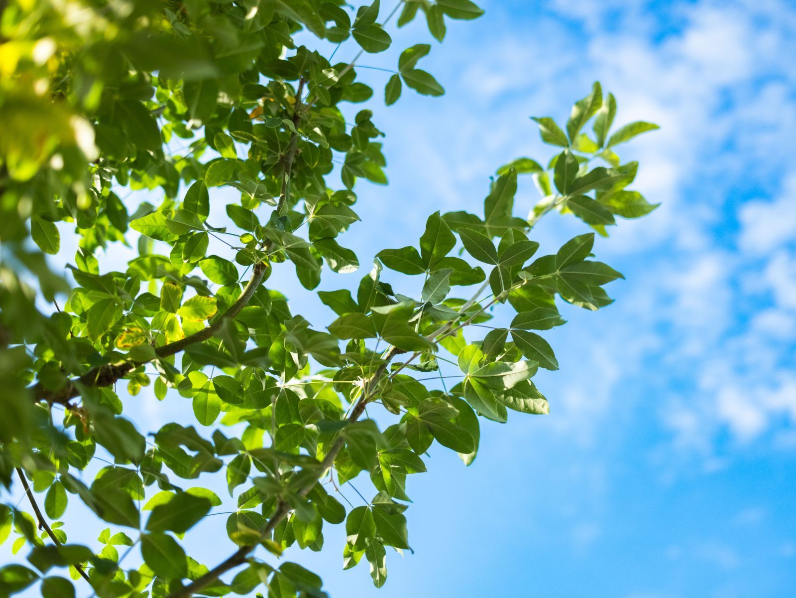 Laburnum Watereri Vossii (Goudenregen) - Afbeelding 4