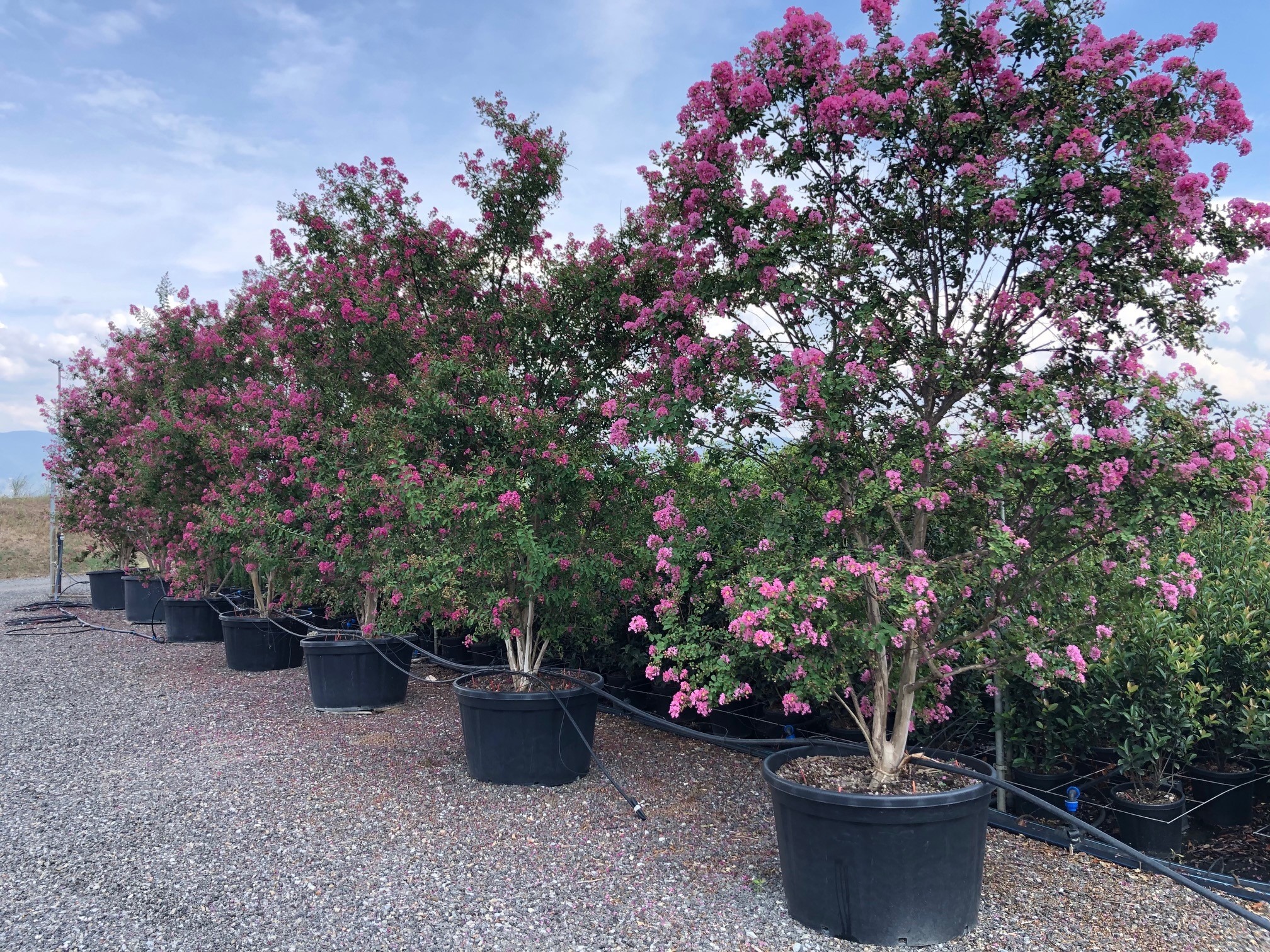 Lagerstroemia Indica meerstammig roze groot