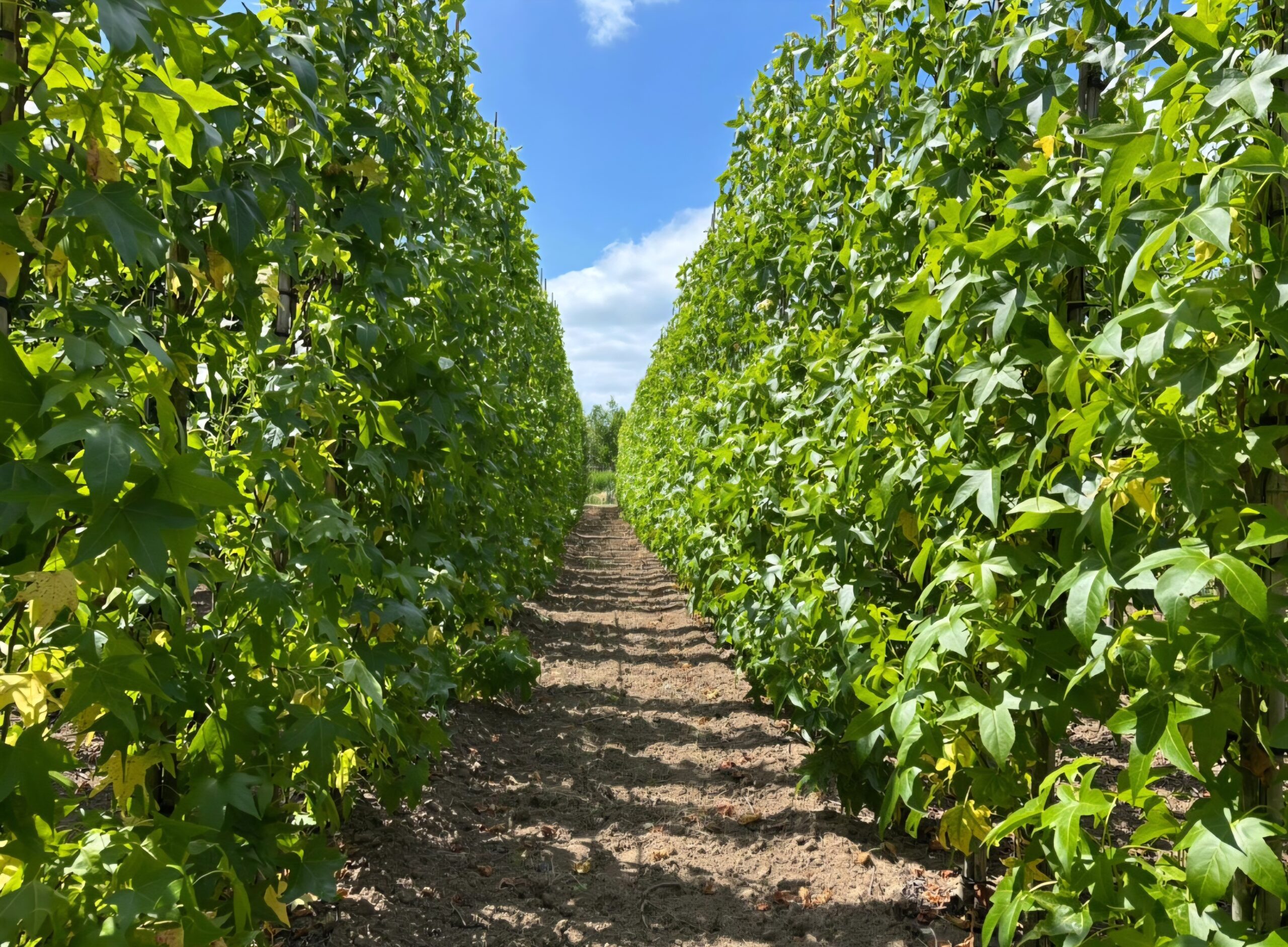 Liquidambar Slender Silhouette zuilamber juli
