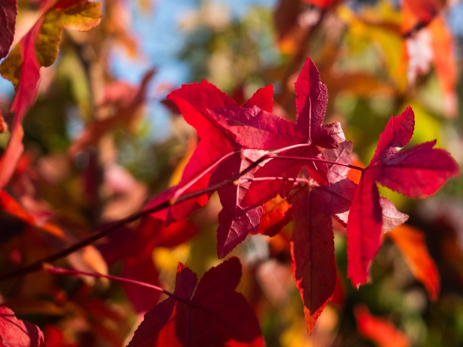 Liquidambar Styraciflua – 6okt – 2