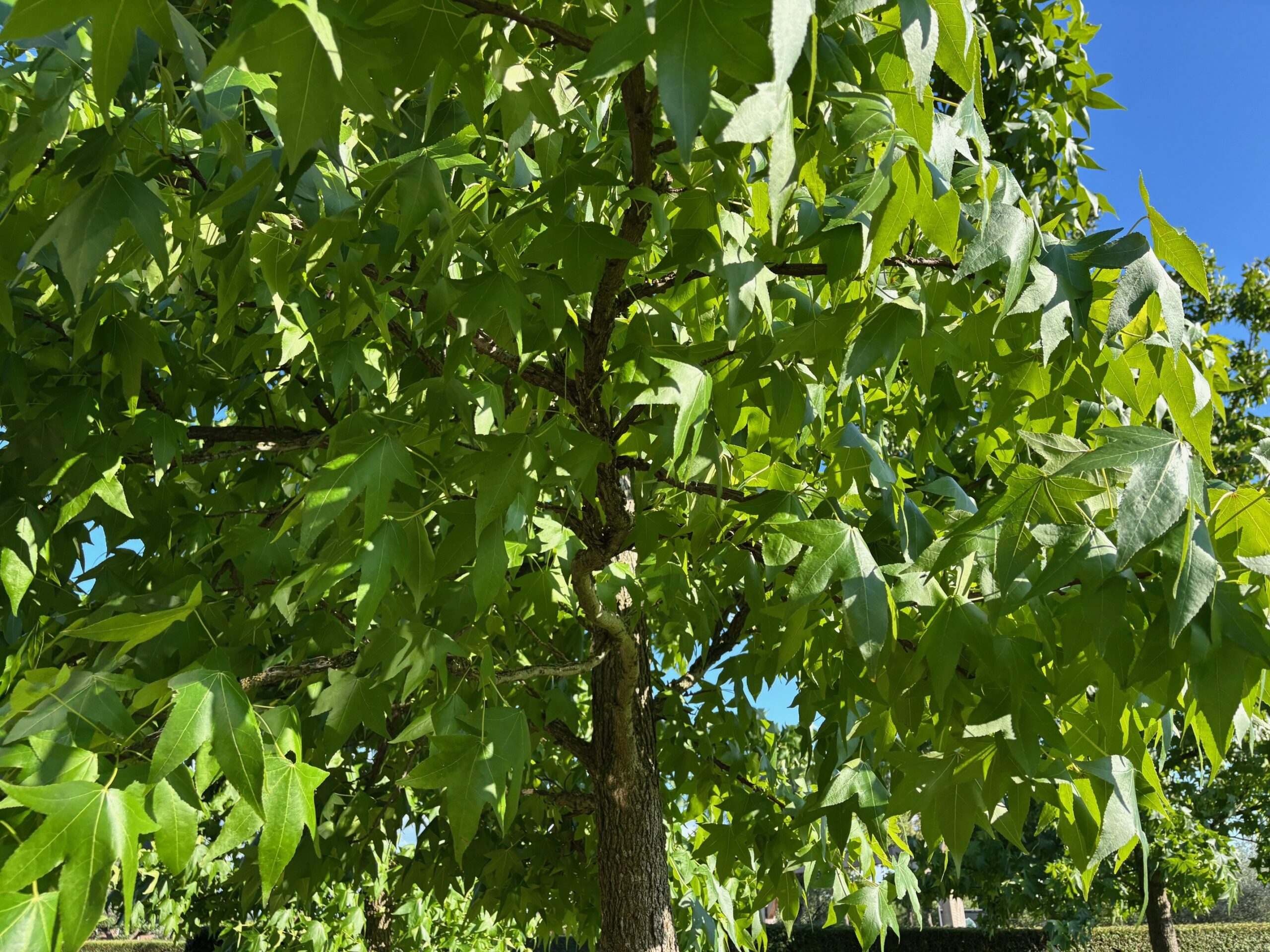 Liquidambar Styraciflua (Amberboom) - Afbeelding 3