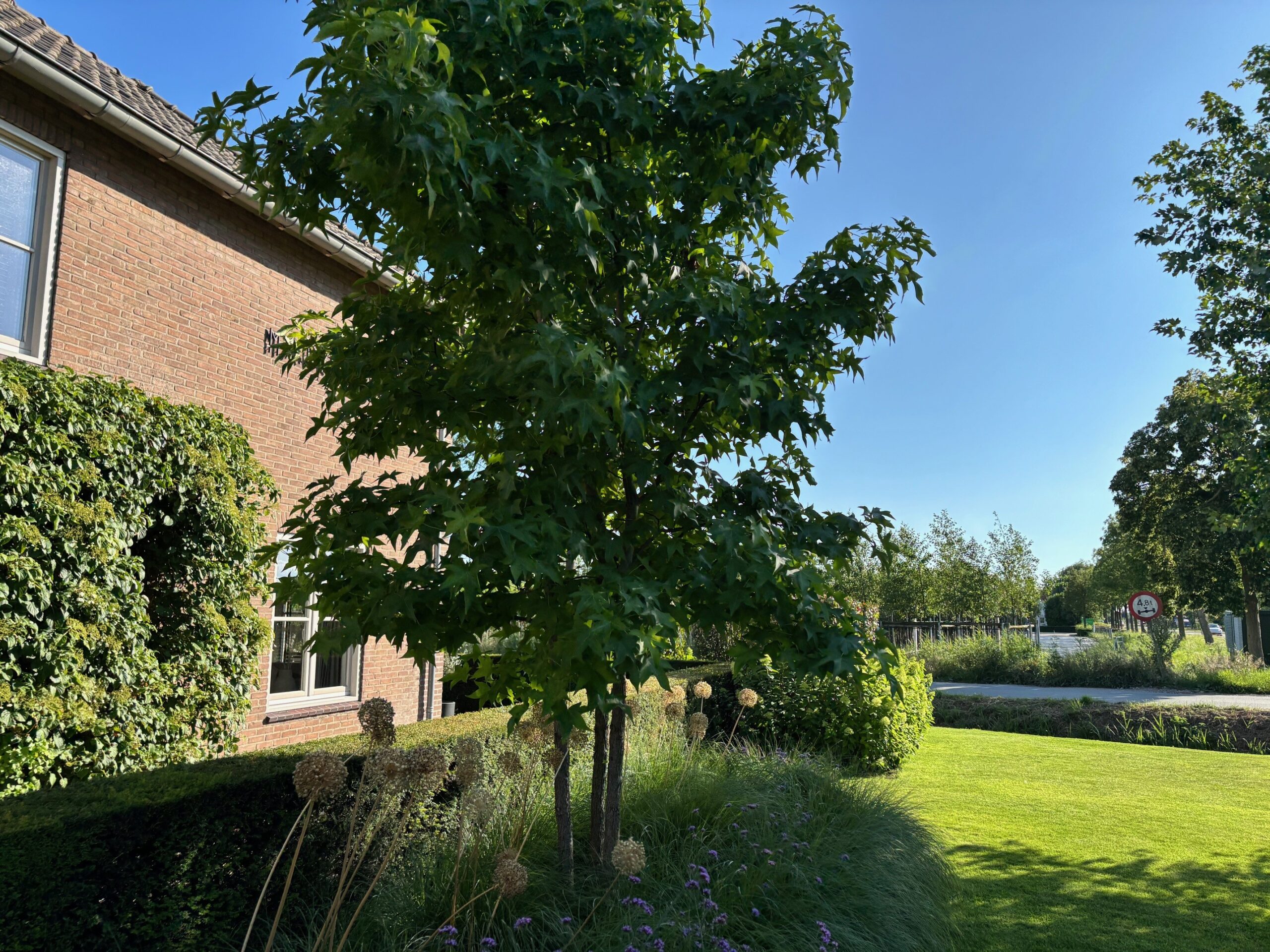 Liquidambar Styraciflua blad meerstammig
