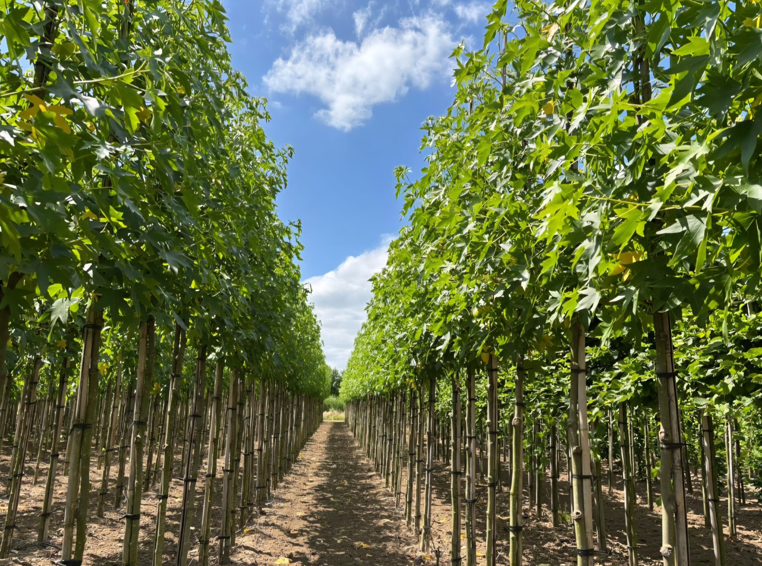 Liquidambar Styraciflua hoogstam kwekerij juli