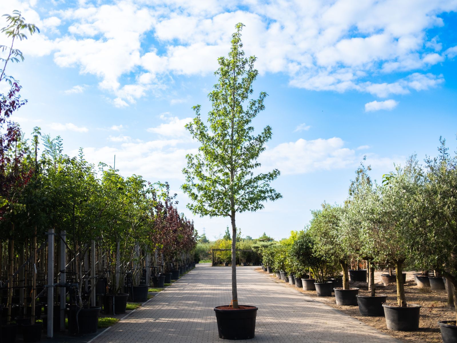 Liquidambar styraciflua ‘Worplesdon’ – juli-1