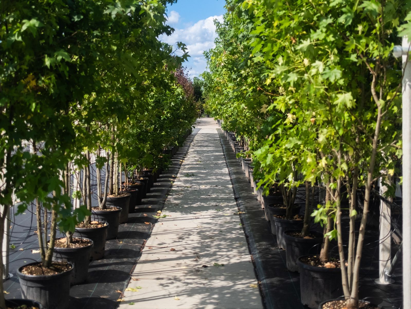 Liquidambar styraciflua ‘Worplesdon’nieuwe pottenveld