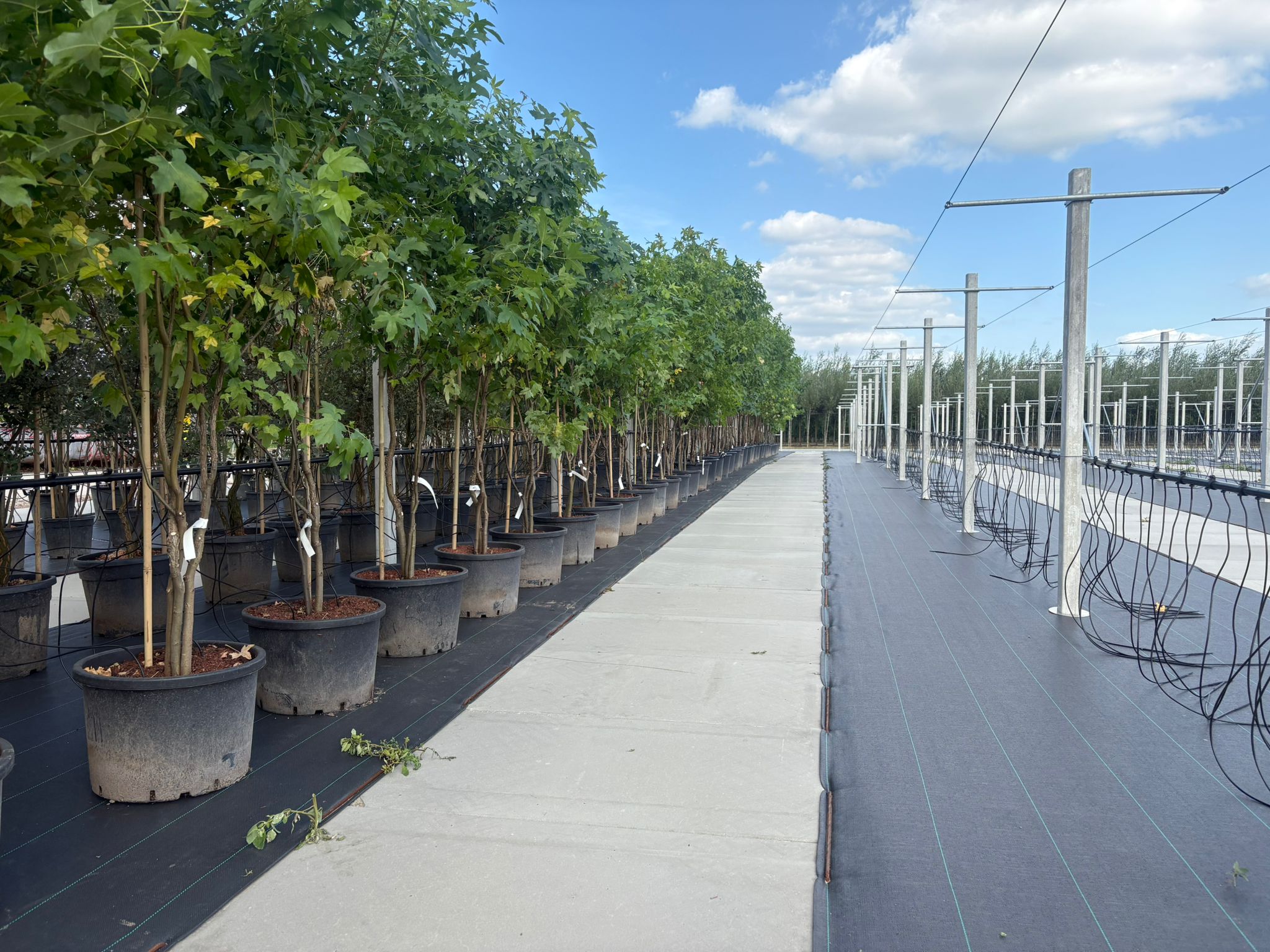 Liquidambar styraciflua meerstammige amberboom