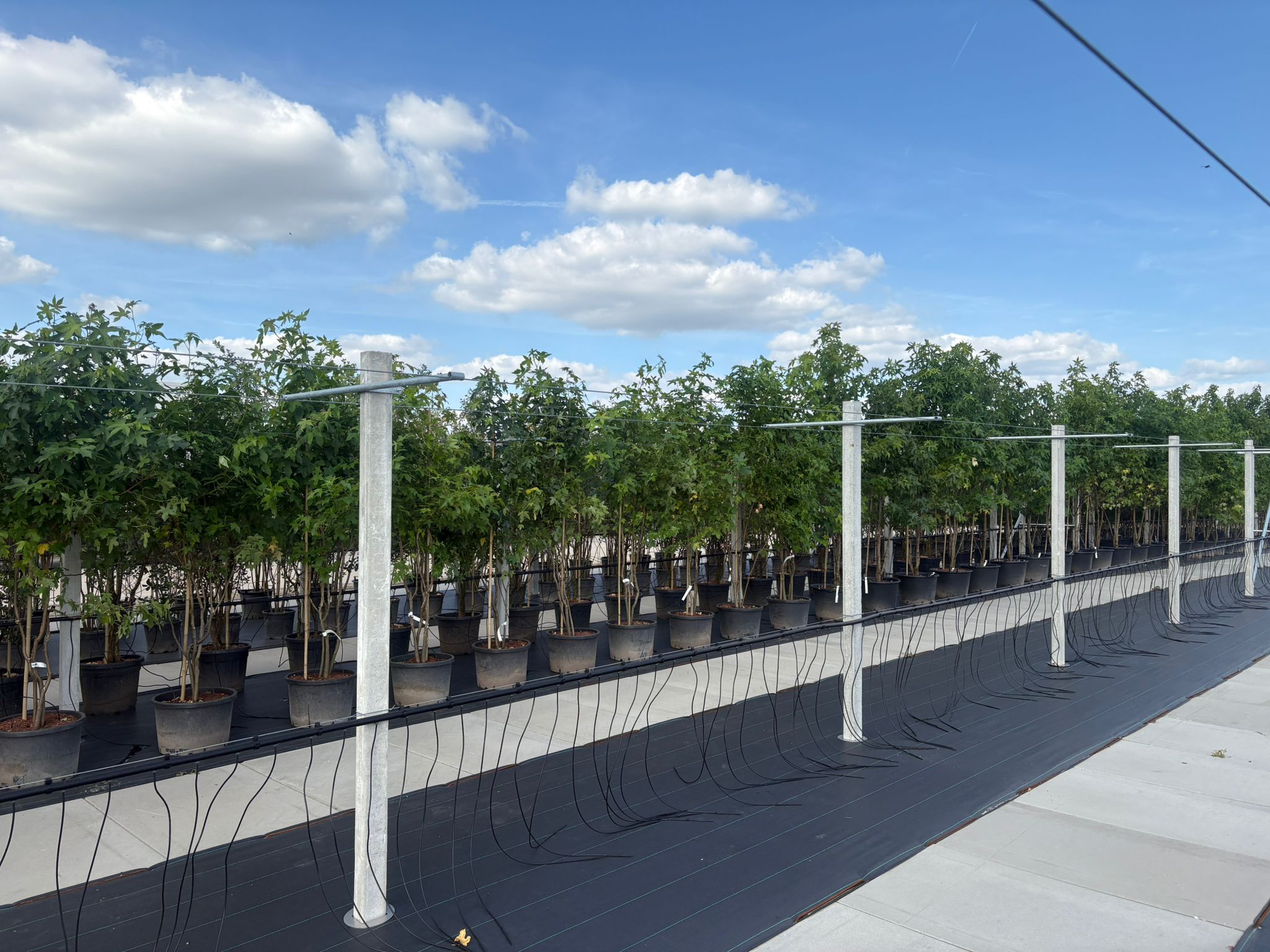 Liquidambar Styraciflua Meerstammig (Amberboom) - Afbeelding 5