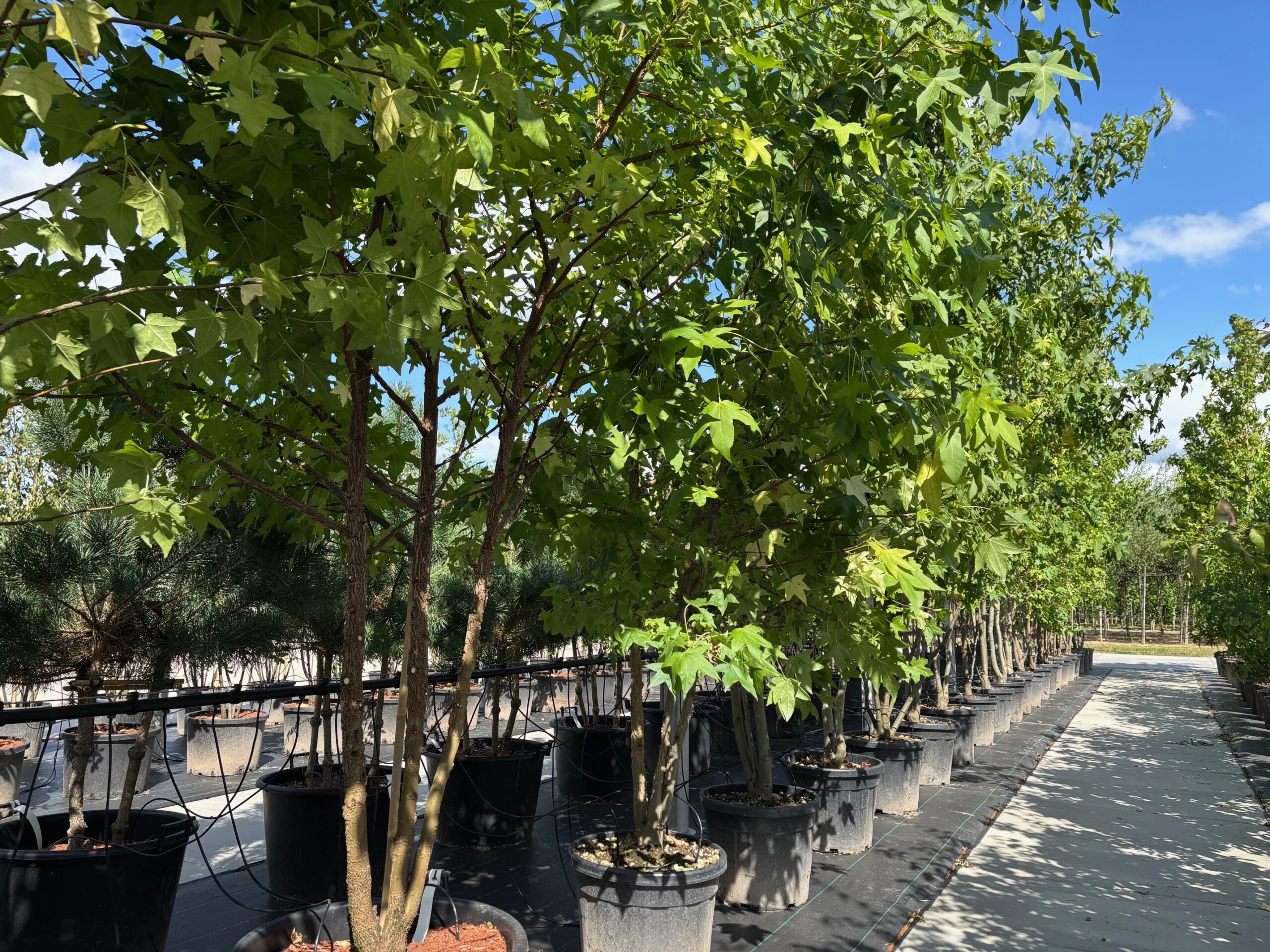 Liquidambar styraciflua meerstammig amberboom