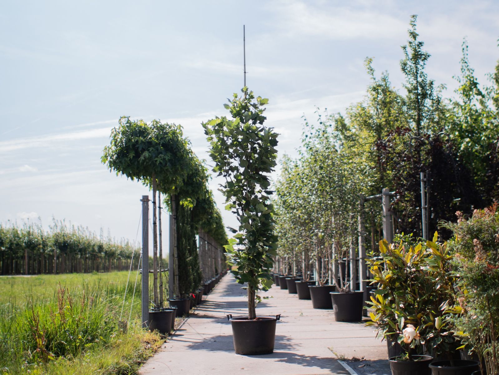 Liriodendron Tulipfera Fastigiata zuil 1