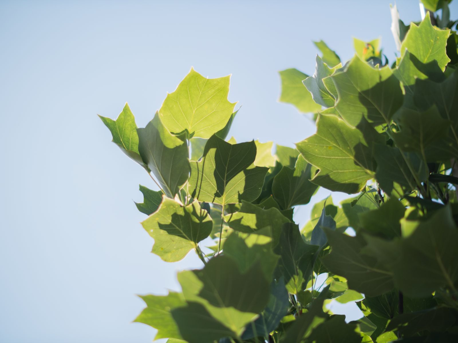 Liriodendron Tulipfera Fastigiata zuil 3