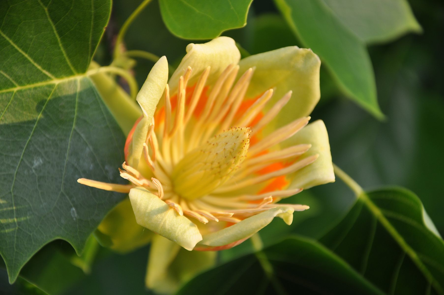 Liriodendron Tulipifera bloem