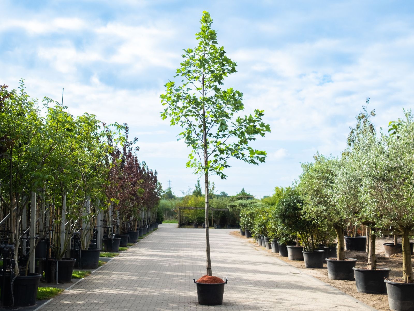 Liriodendron Tulipifera – juli-1