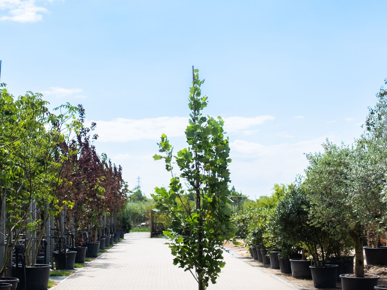 Liriodendron Tulipifera