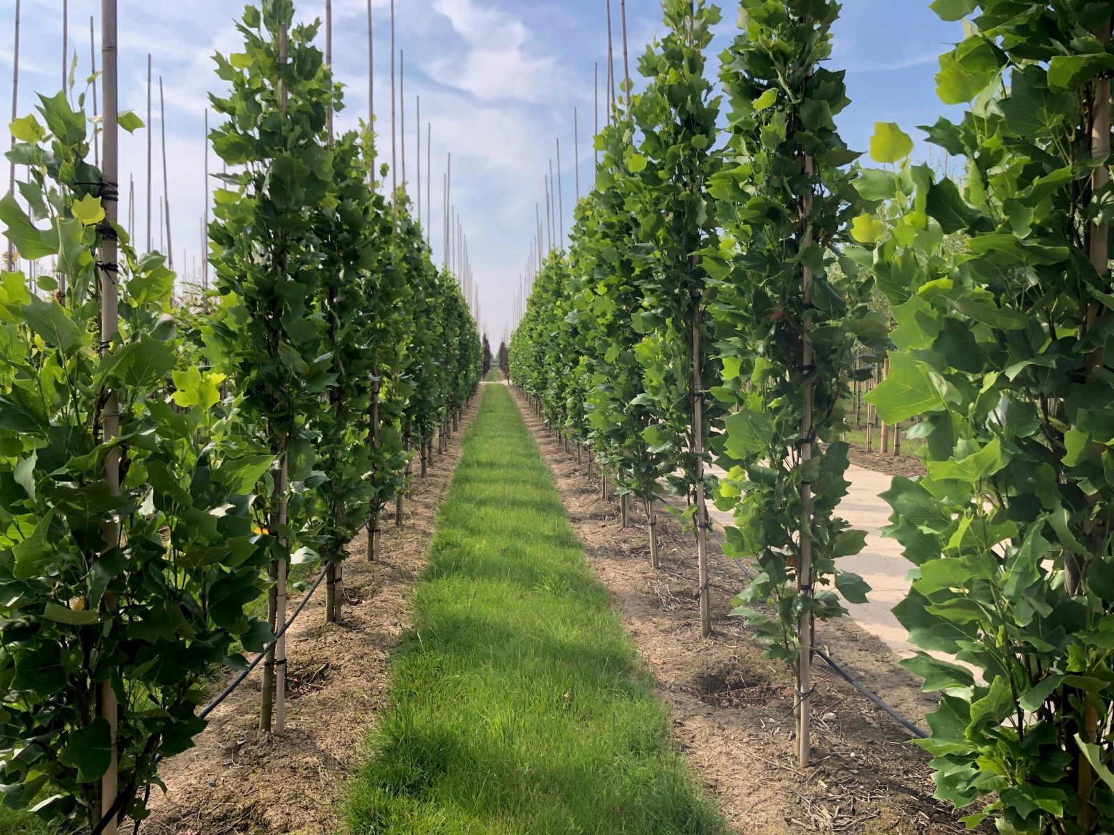 Liriodendron tulpifera fastigiata kwekerij