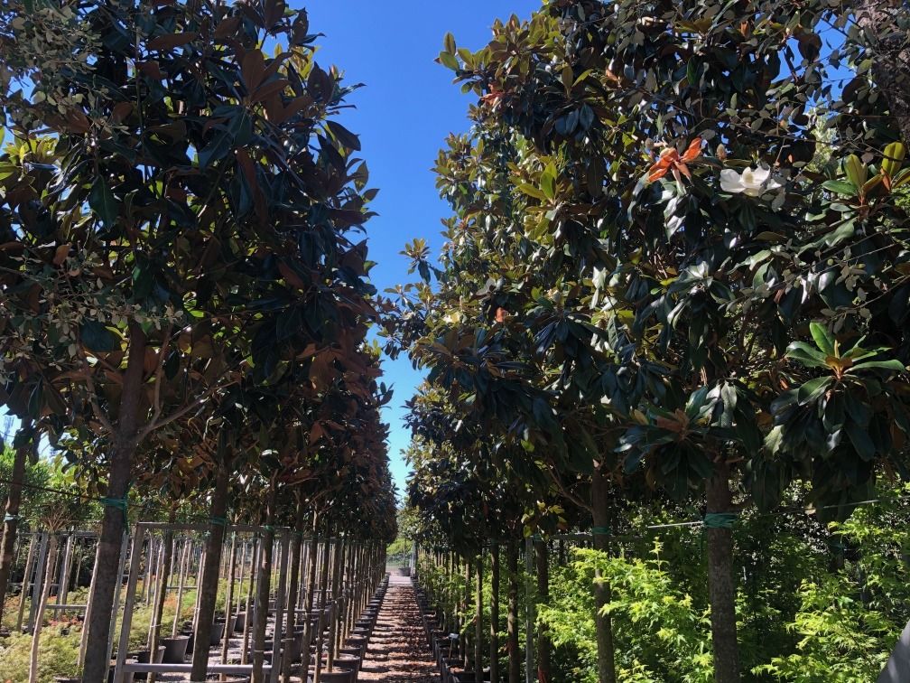 Magnolia Grandiflora (Valse Tulpenboom / Beverboom) - Afbeelding 3