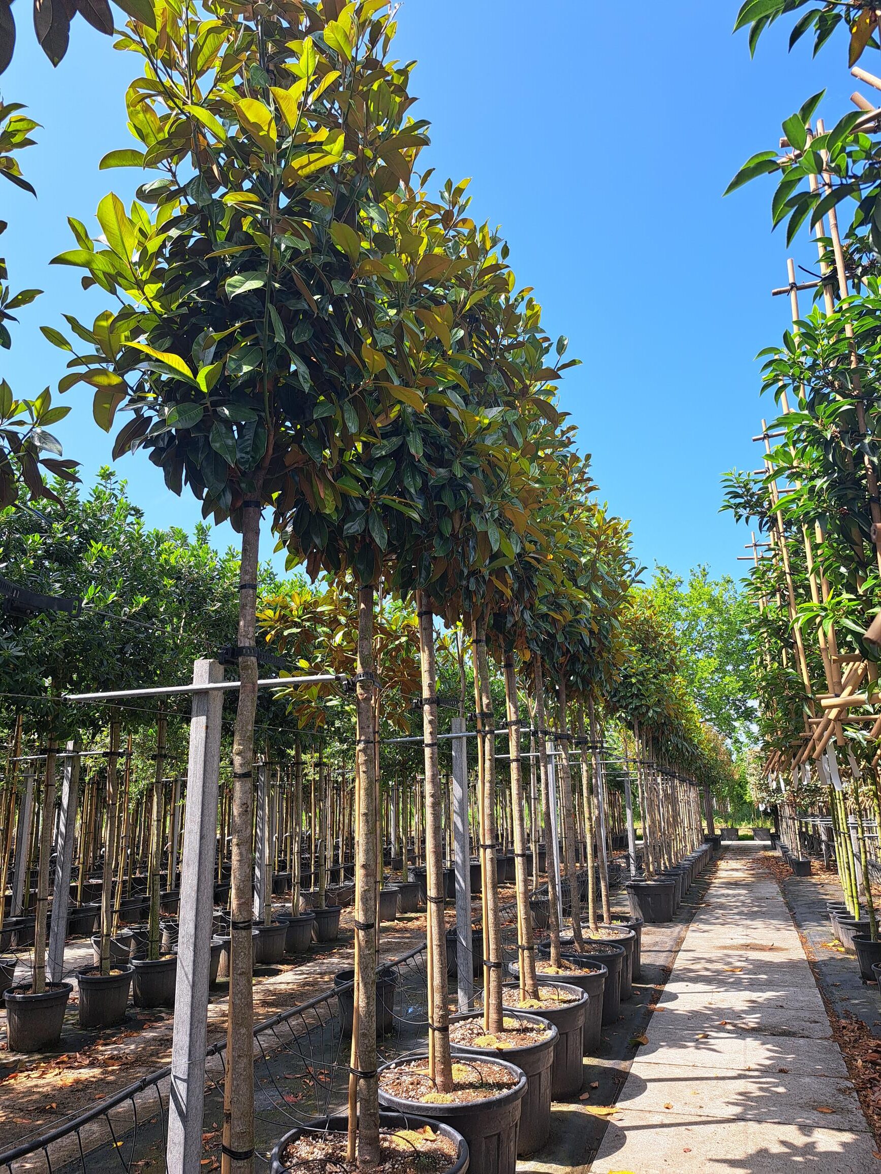 Magnolia Grandiflora (Valse Tulpenboom / Beverboom) - Afbeelding 3