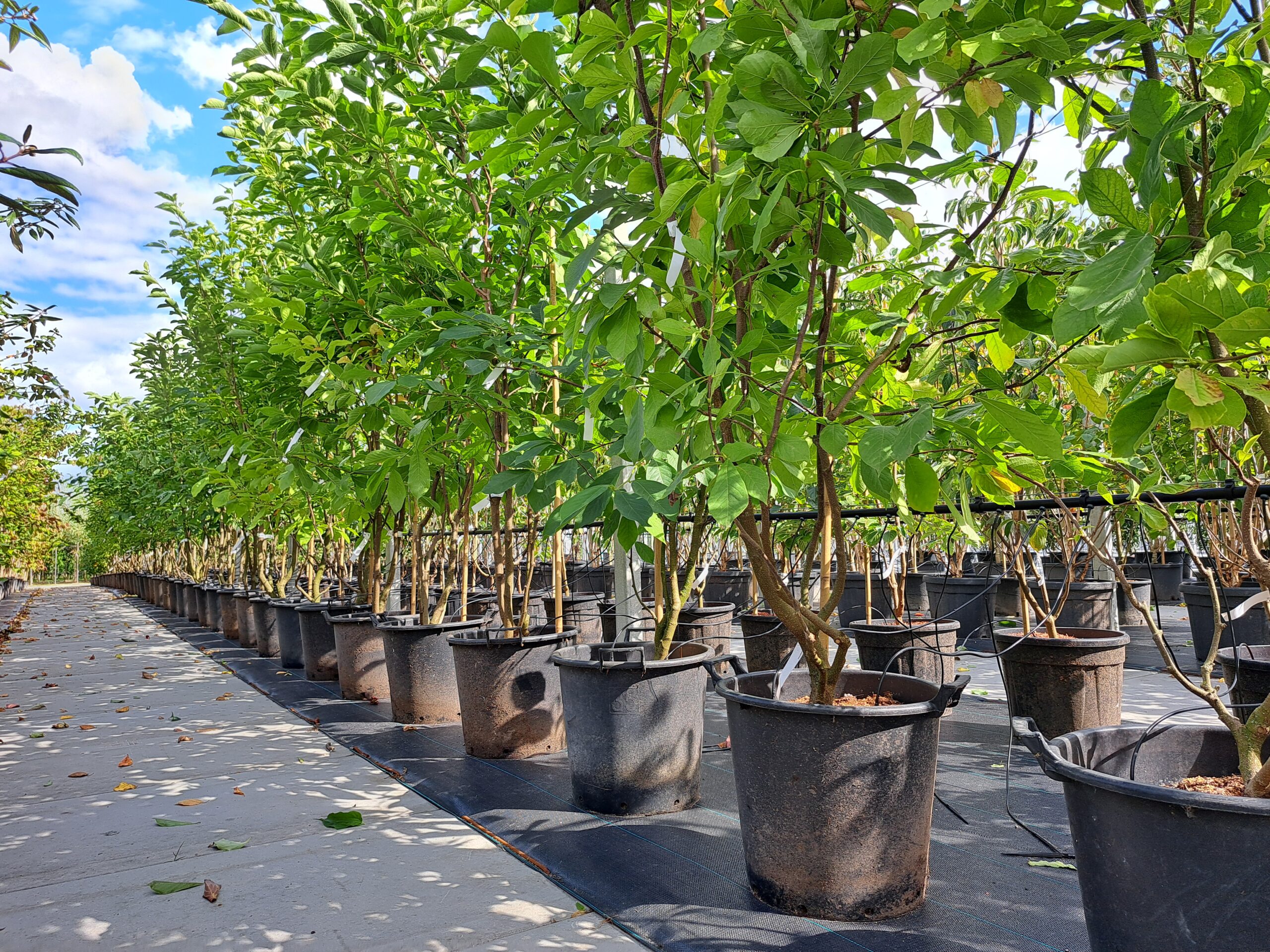 Magnolia Soulangeana meerstammig witroze bloem