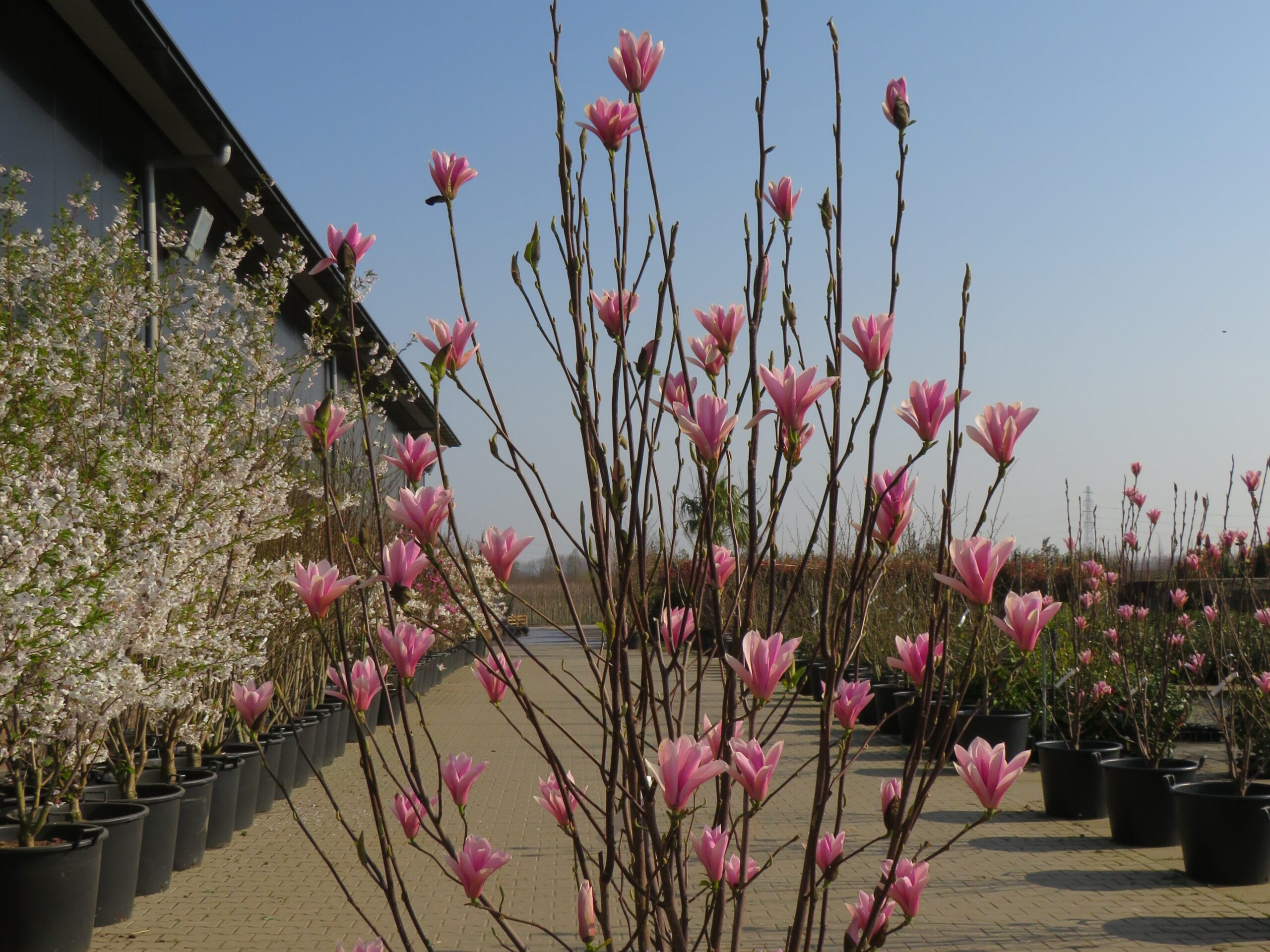 Magnolia Susan bloem