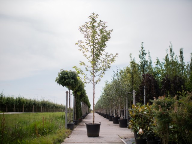 Magnolia boom 1 (Klein)