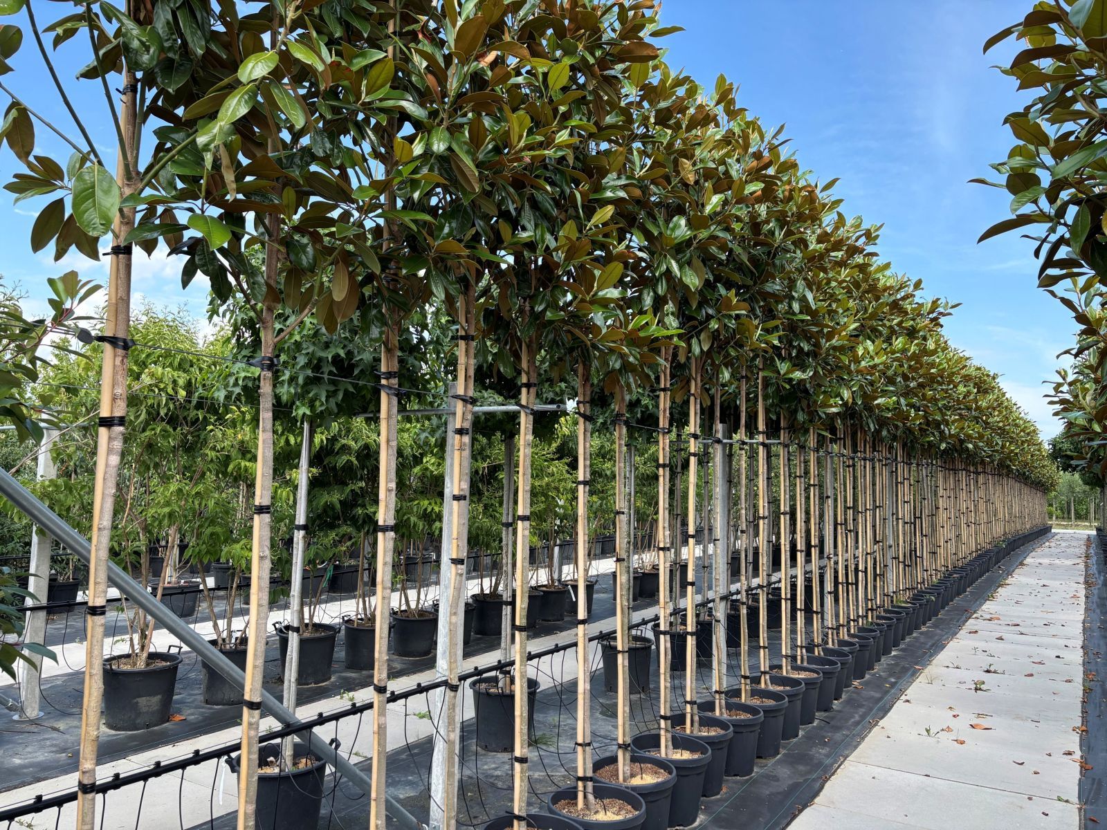 Magnolia grandiflora boom terrein juli