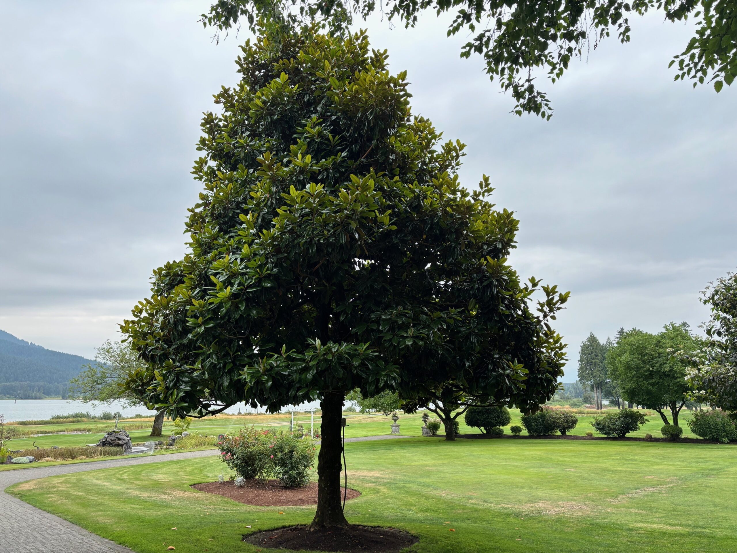 Magnolia Grandiflora (Valse Tulpenboom / Beverboom) - Afbeelding 10
