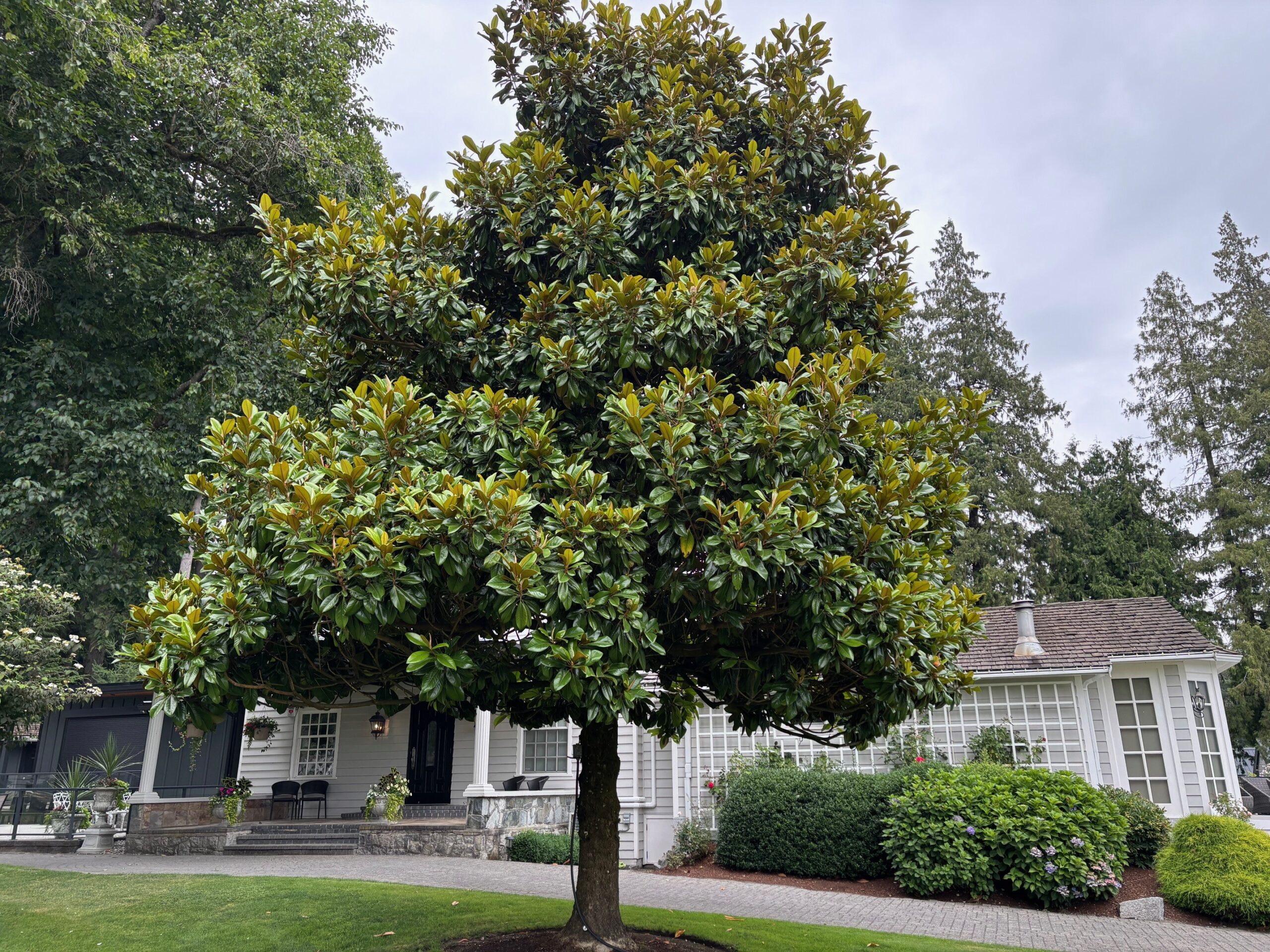 Magnolia Grandiflora (Valse Tulpenboom / Beverboom) - Afbeelding 9