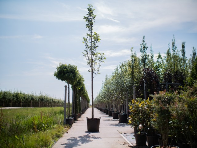 Magnolia hoogstam boom 1 (Klein)