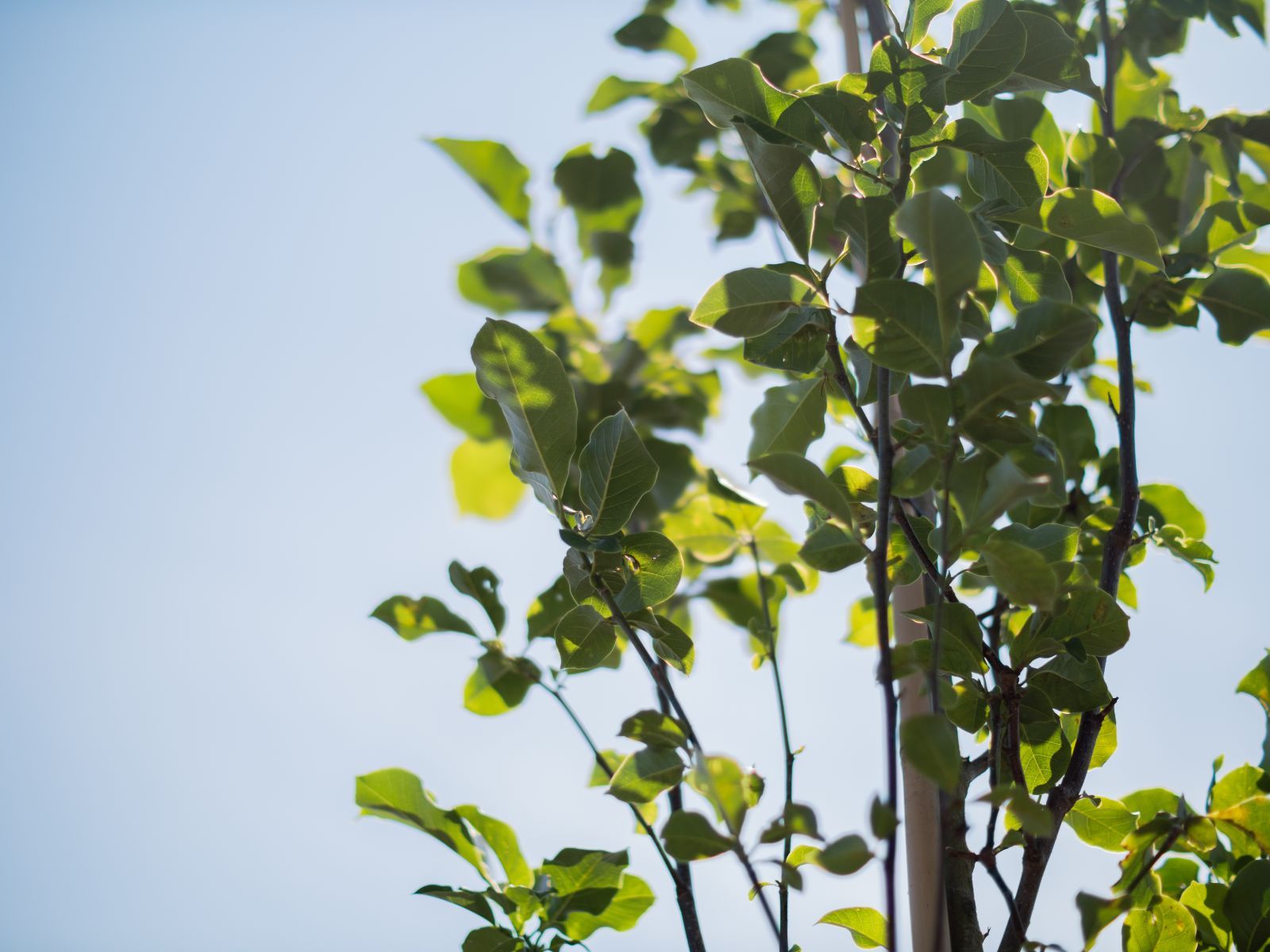 Magnolia Heaven Scent (Tulpenboom / Beverboom) - Afbeelding 3