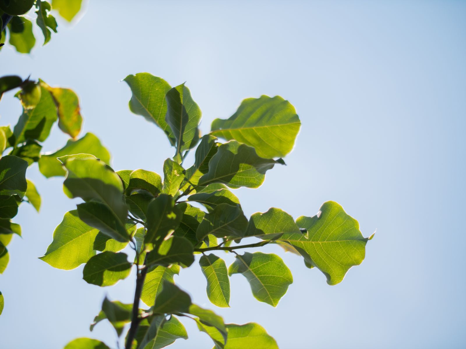 Magnolia Heaven Scent (Tulpenboom / Beverboom) - Afbeelding 6