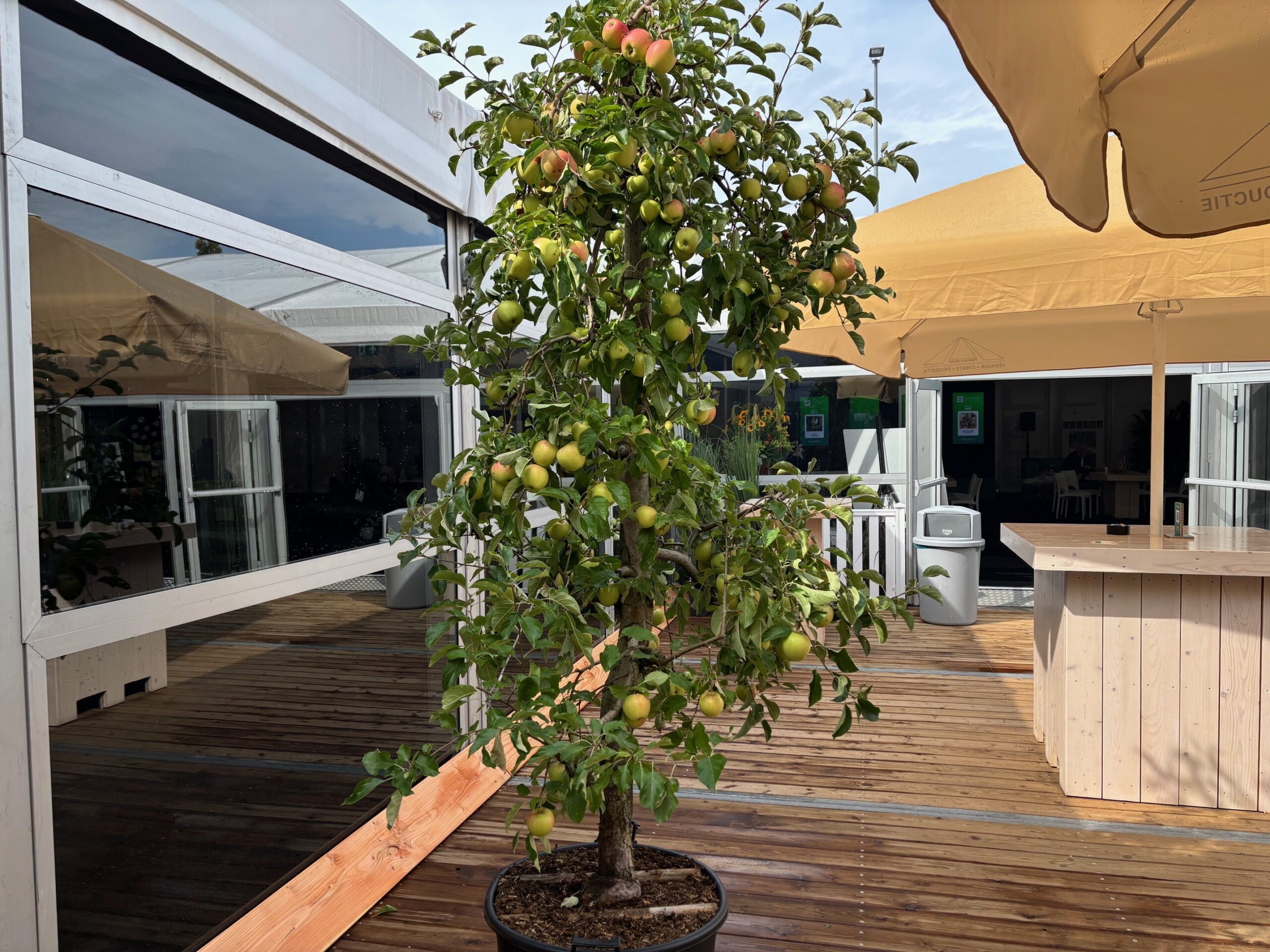 Malus Elstar oude vruchtappel vrucht appel