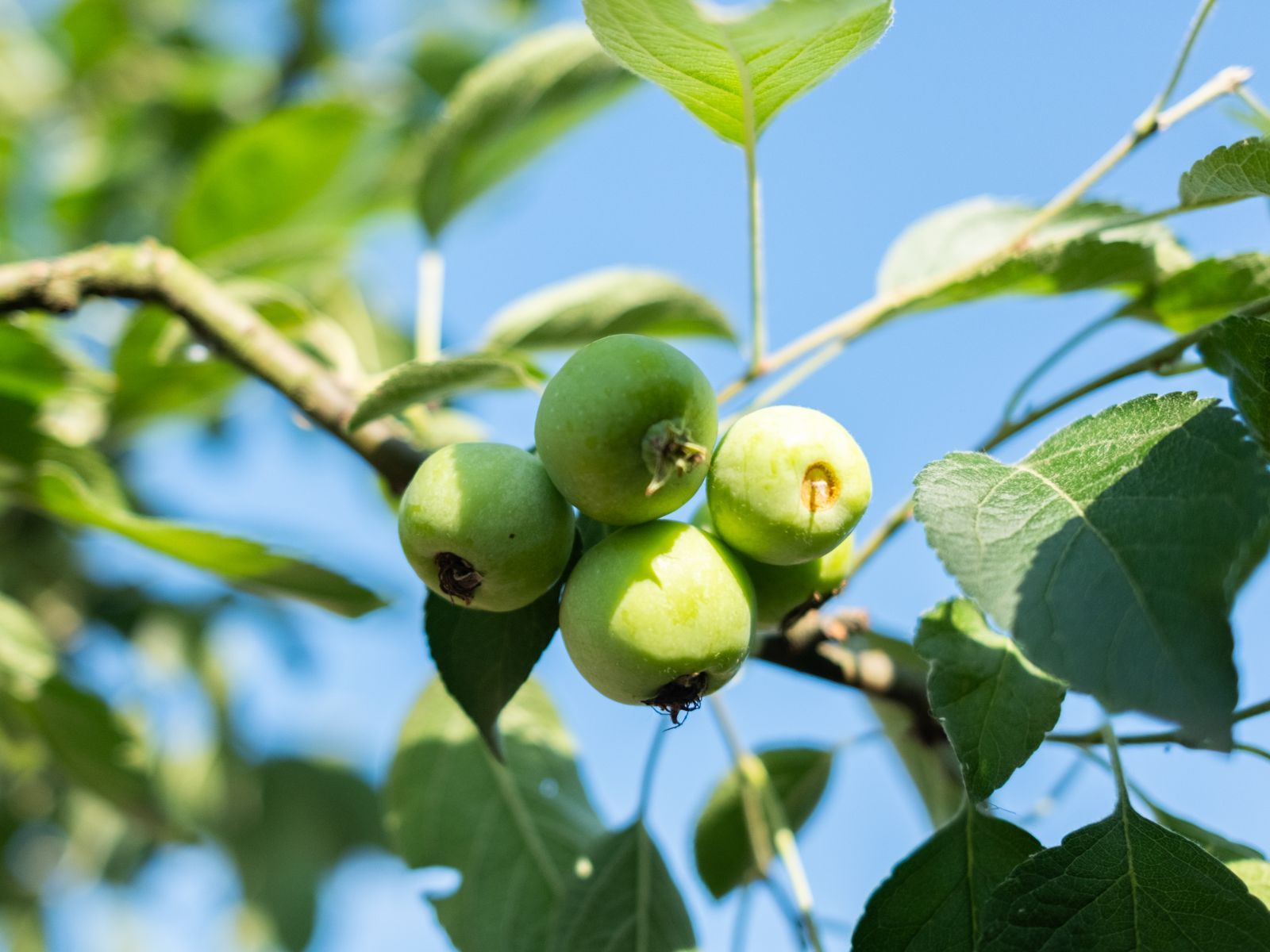 Malus Evereste (Sierappel) - Afbeelding 4