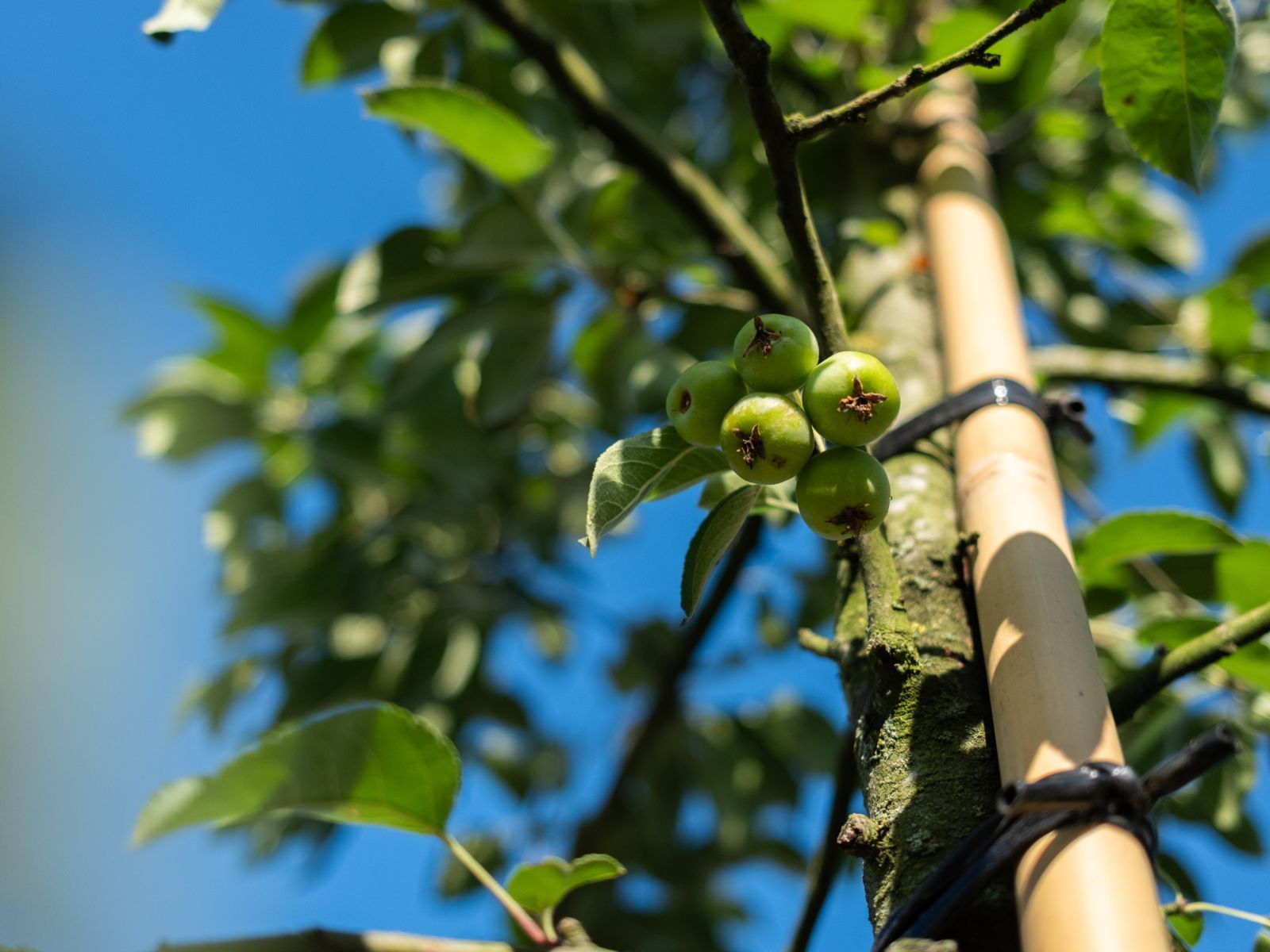 Malus Evereste (Sierappel) - Afbeelding 5