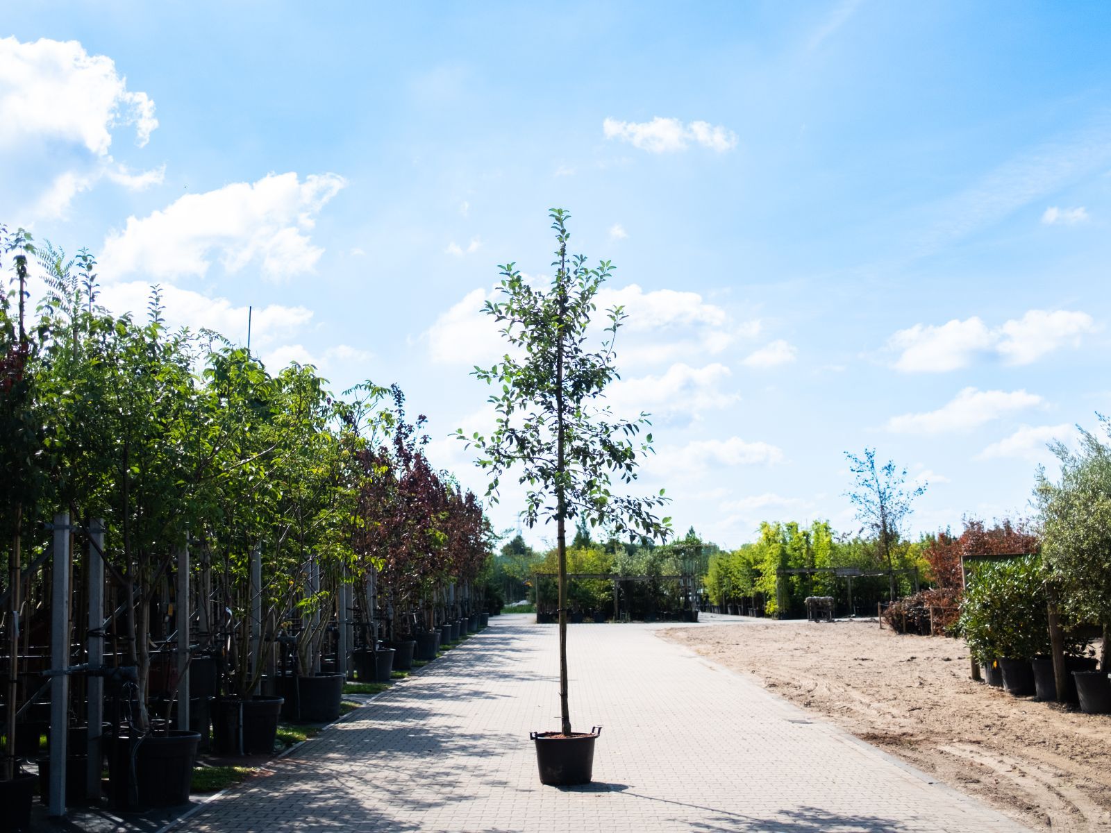 Malus Red Sentinel-1