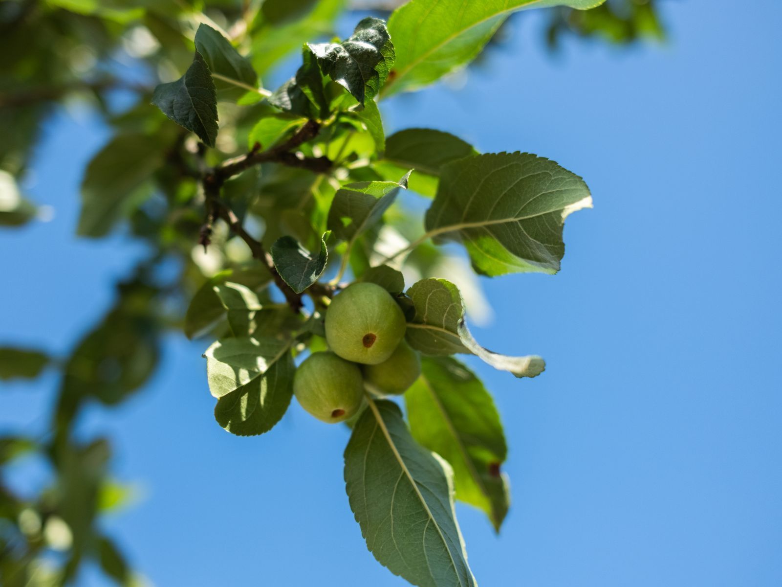 Malus Red Sentinel-3