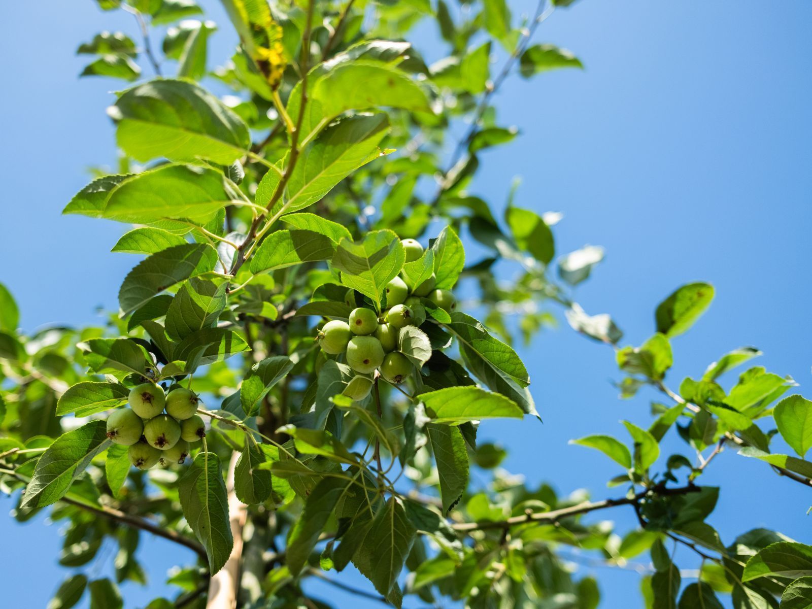 Malus Floribunda (Sierappel) - Afbeelding 3