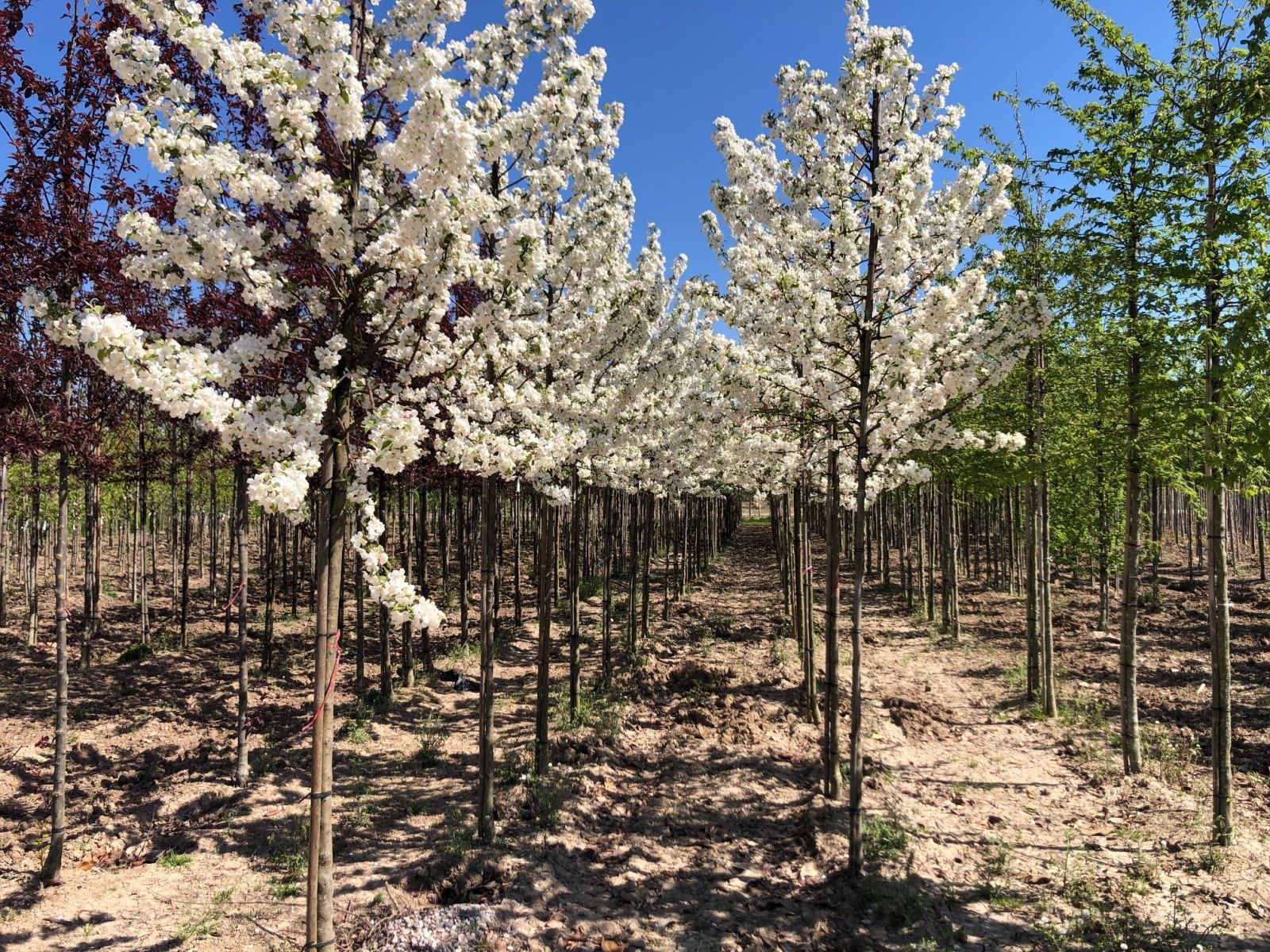 Malus Evereste (Sierappel) - Afbeelding 3
