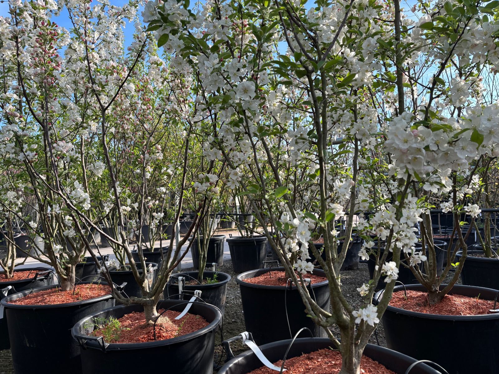 Malus red sentinel meerstammig bloem
