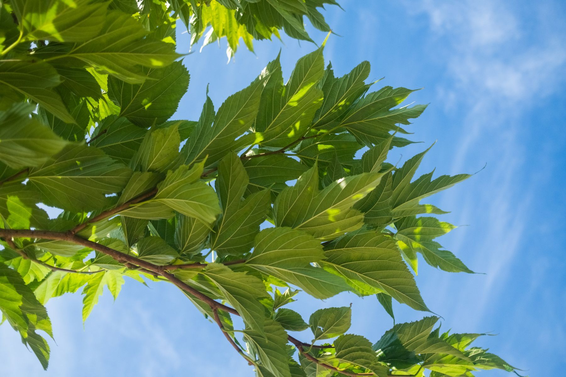 Morus Alba Fruitless hoogstam 4