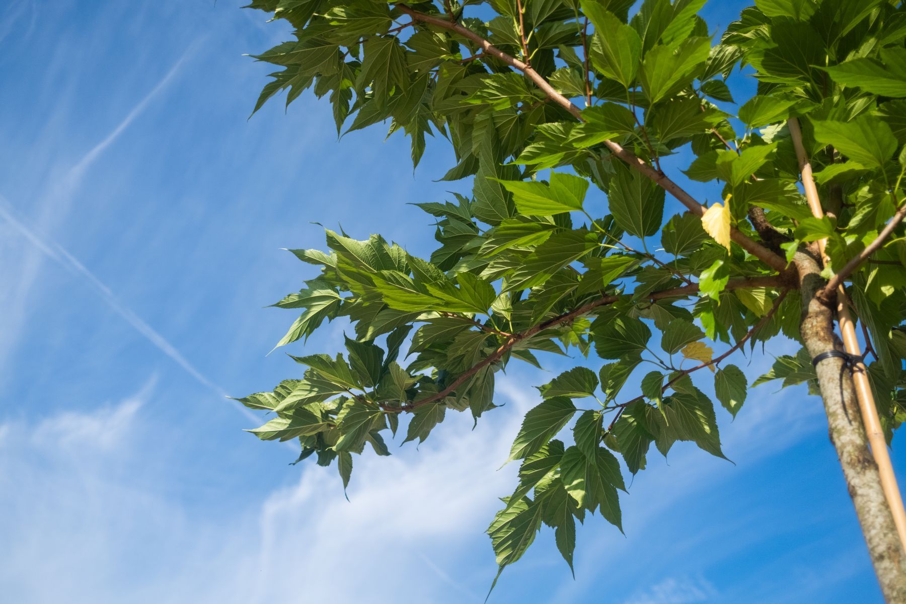 Morus Alba Macrophylla (Witte Moerbei) - Afbeelding 3